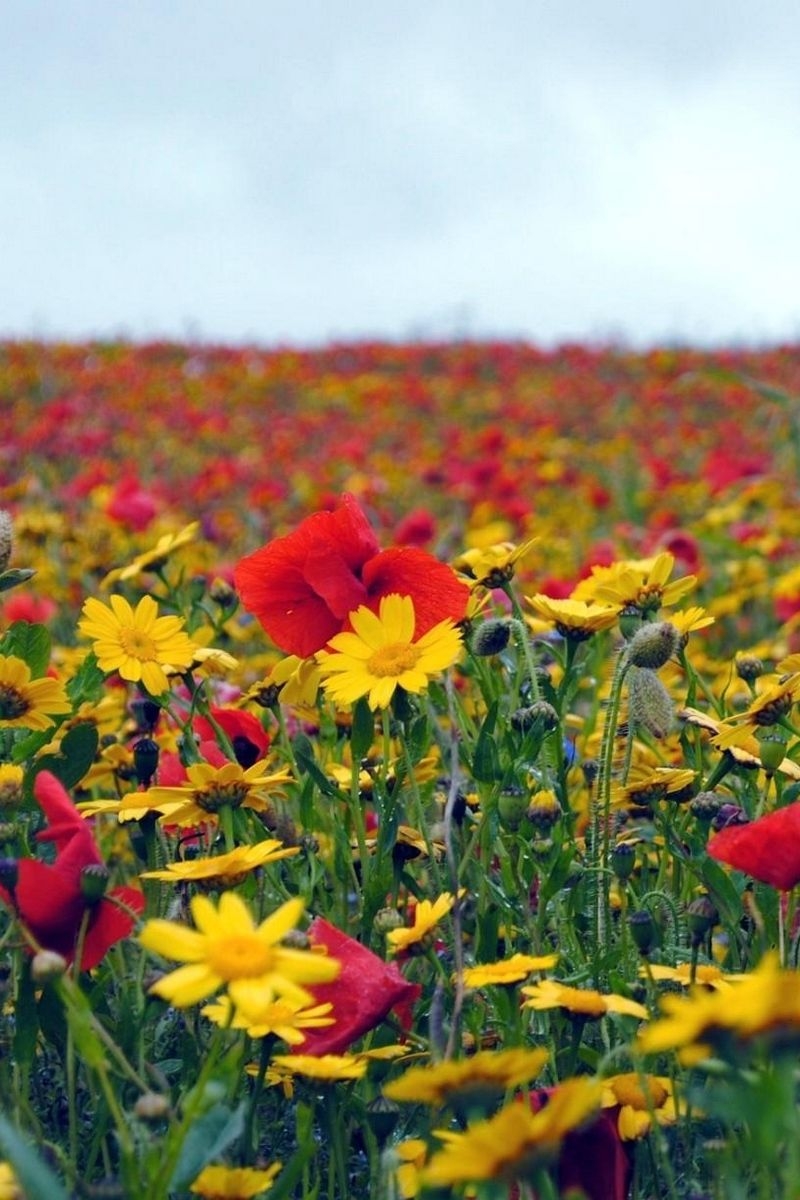 800x1200 Download wallpaper  poppies, flowers, field, summer, mood, Phone