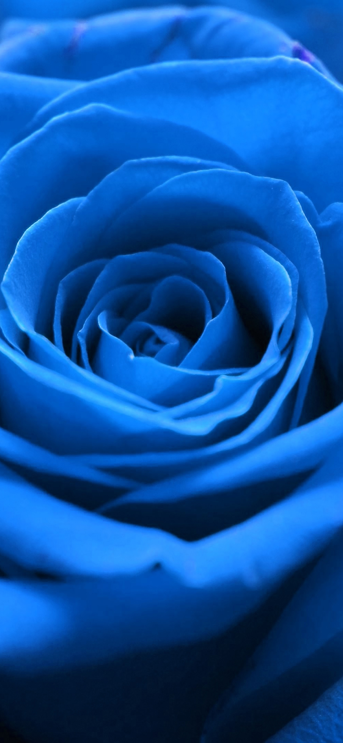 1130x2440 iPhoneXpapers flower blue nature, Phone