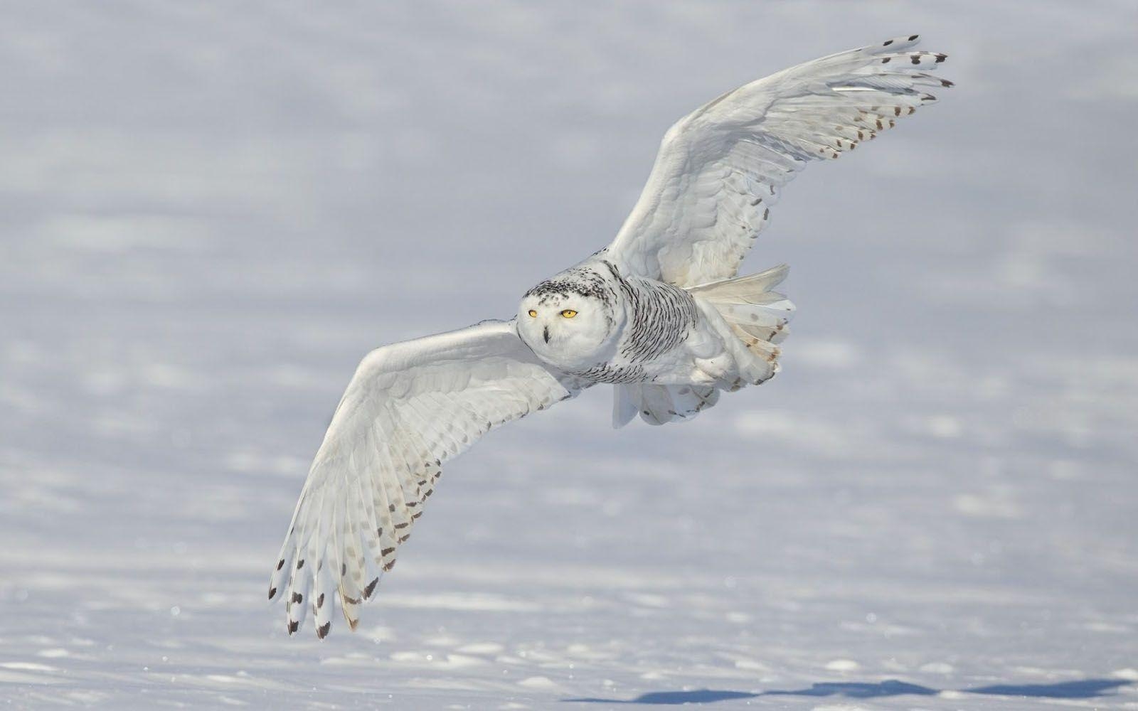 1600x1000 White Owl Wallpaper, Desktop