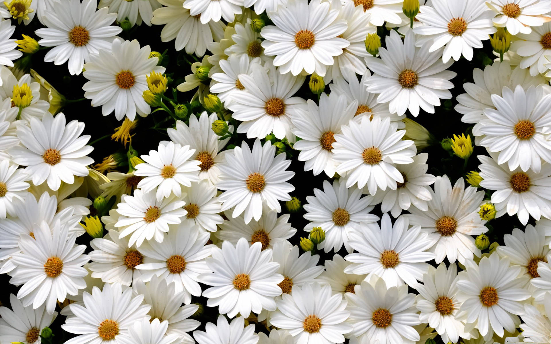 1920x1200 Download Blossoming White Daisy Flowers Wallpaper, Desktop