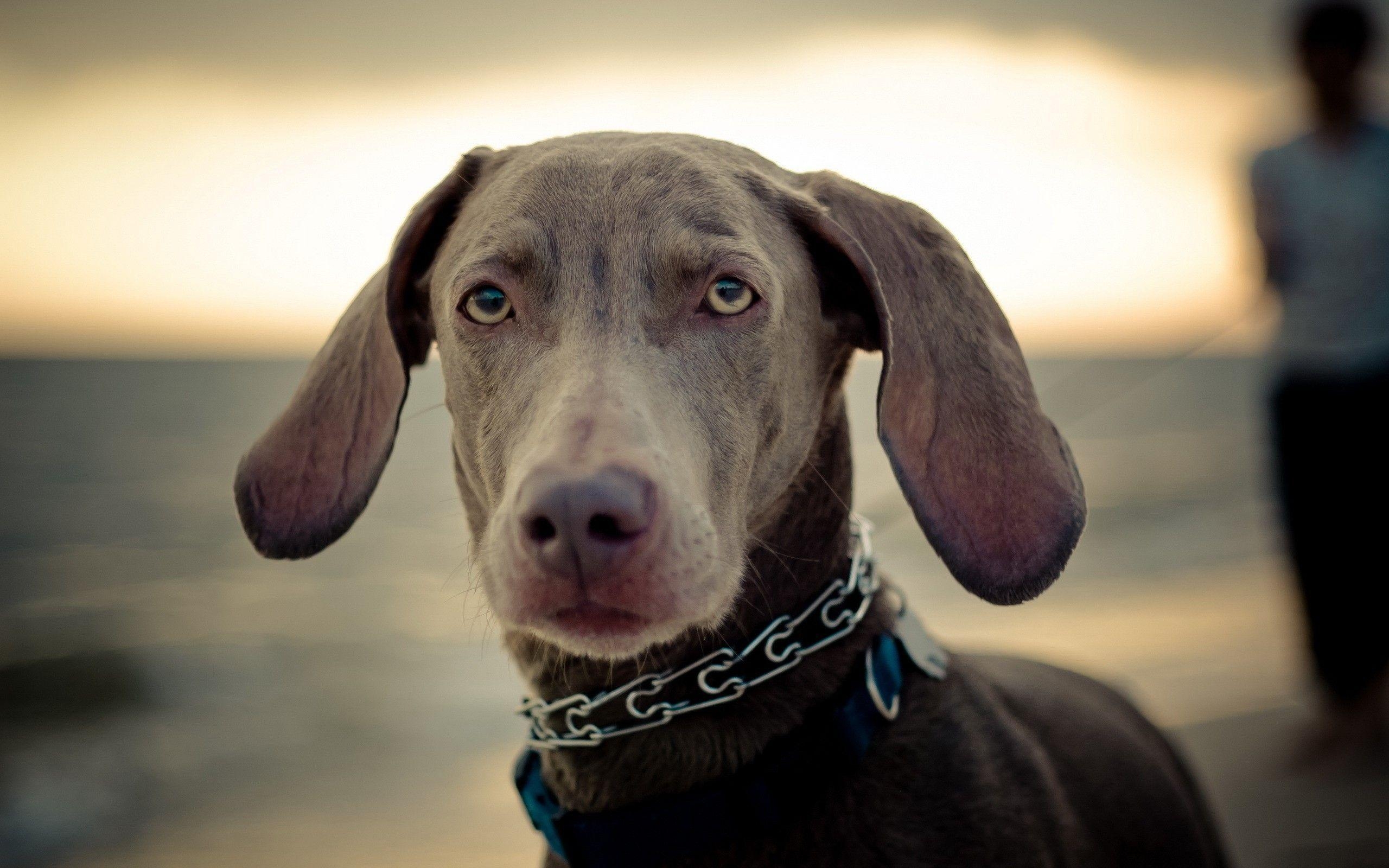 2560x1600 Animals dogs outdoors pets Weimaraner wallpaperx1600, Desktop