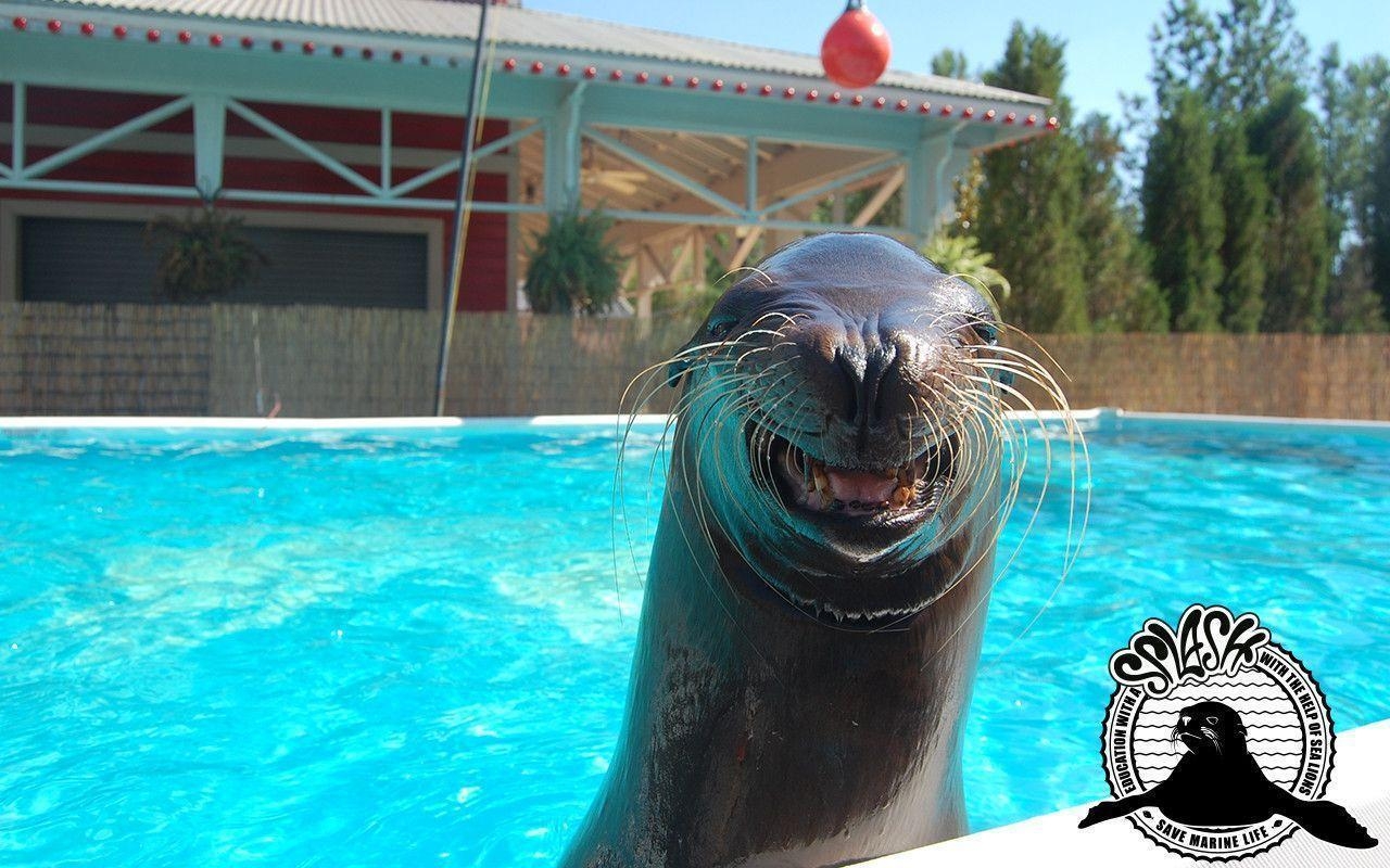 1280x800 Sea Lion Splash!, Desktop