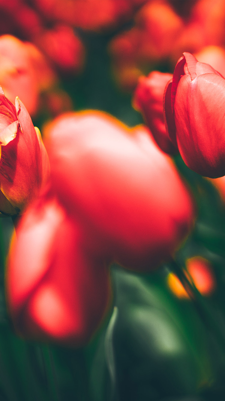 750x1340 iPhone 6 wallpaper. tulips red flower nature spring, Phone