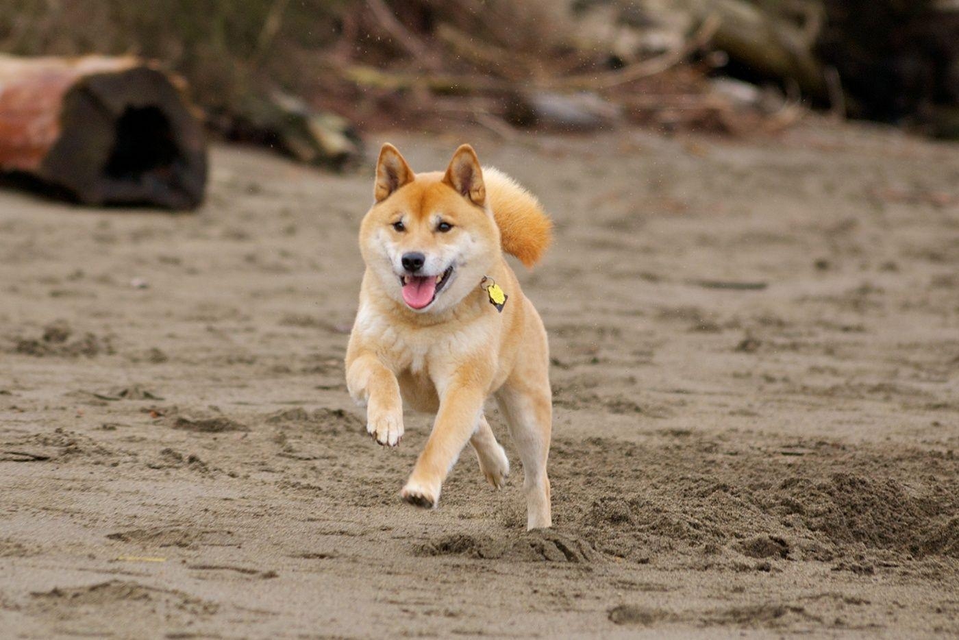 1400x940 Running Shiba Inu dog photo and wallpaper. Beautiful Running Shiba, Desktop