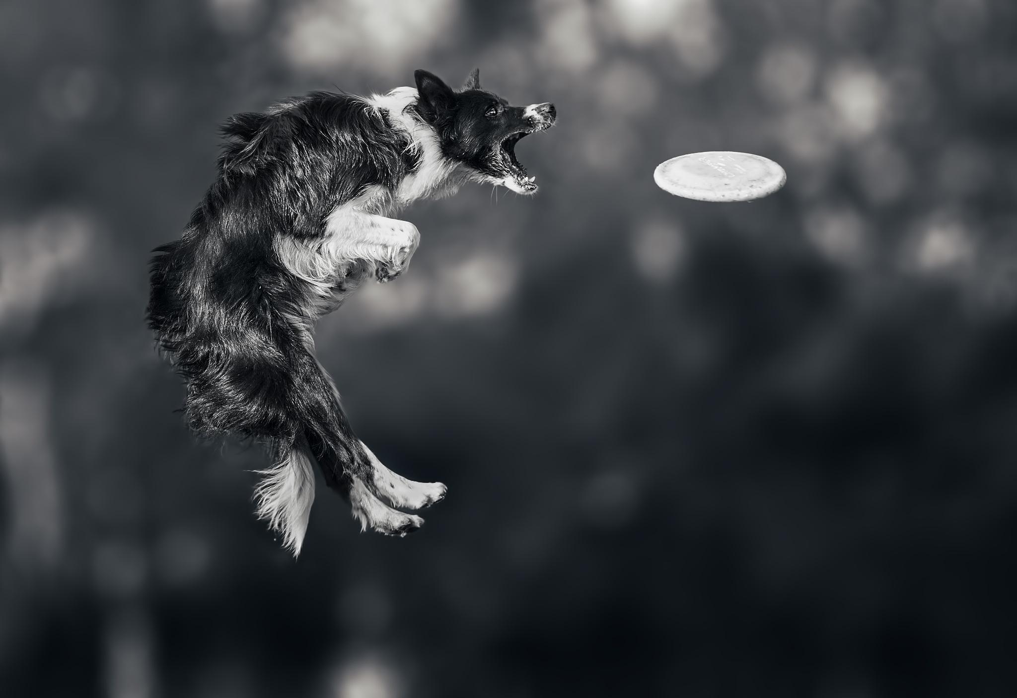 2050x1410 Picture Border Collie Dogs Frisbee Jump Animals, Desktop