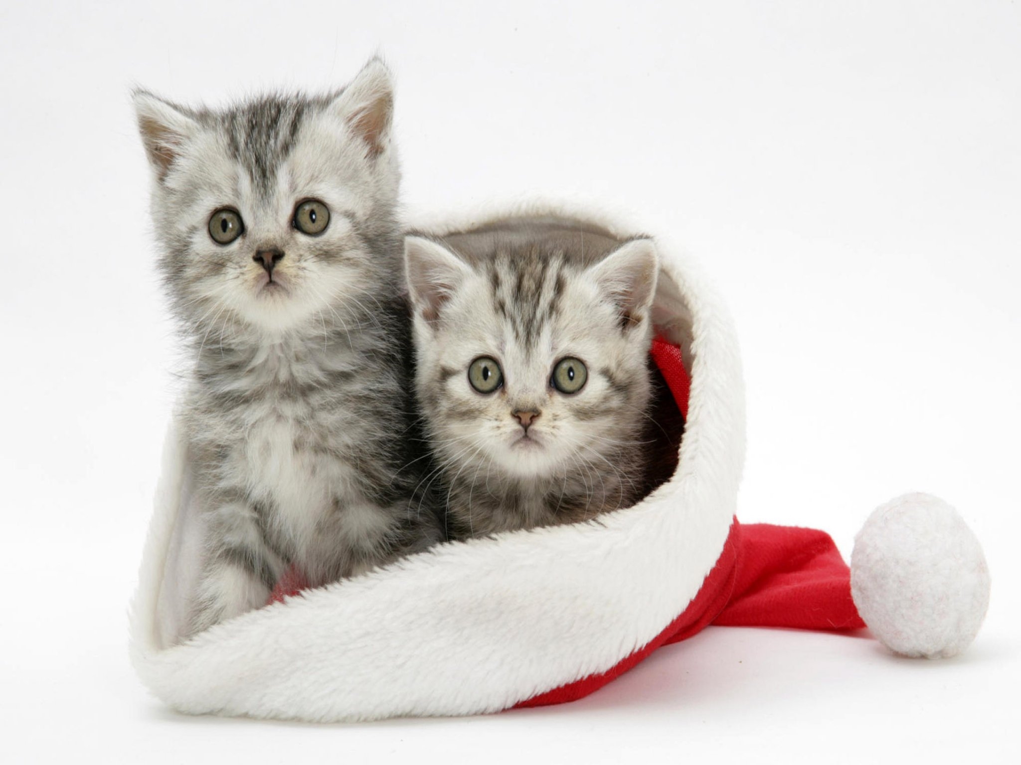 2050x1540 Desktop HD christmas cat pics funny, Desktop