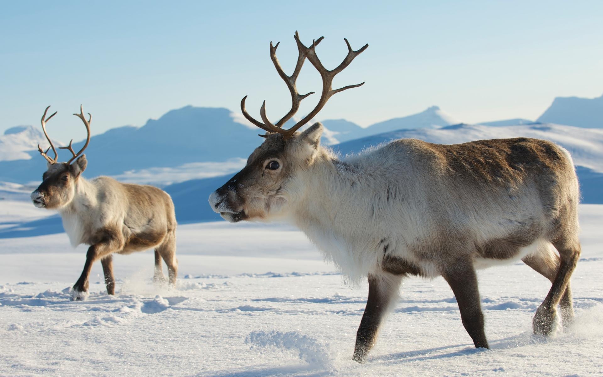 1920x1200 Reindeers in natural environment, Tromso region, Northern Norway, Desktop