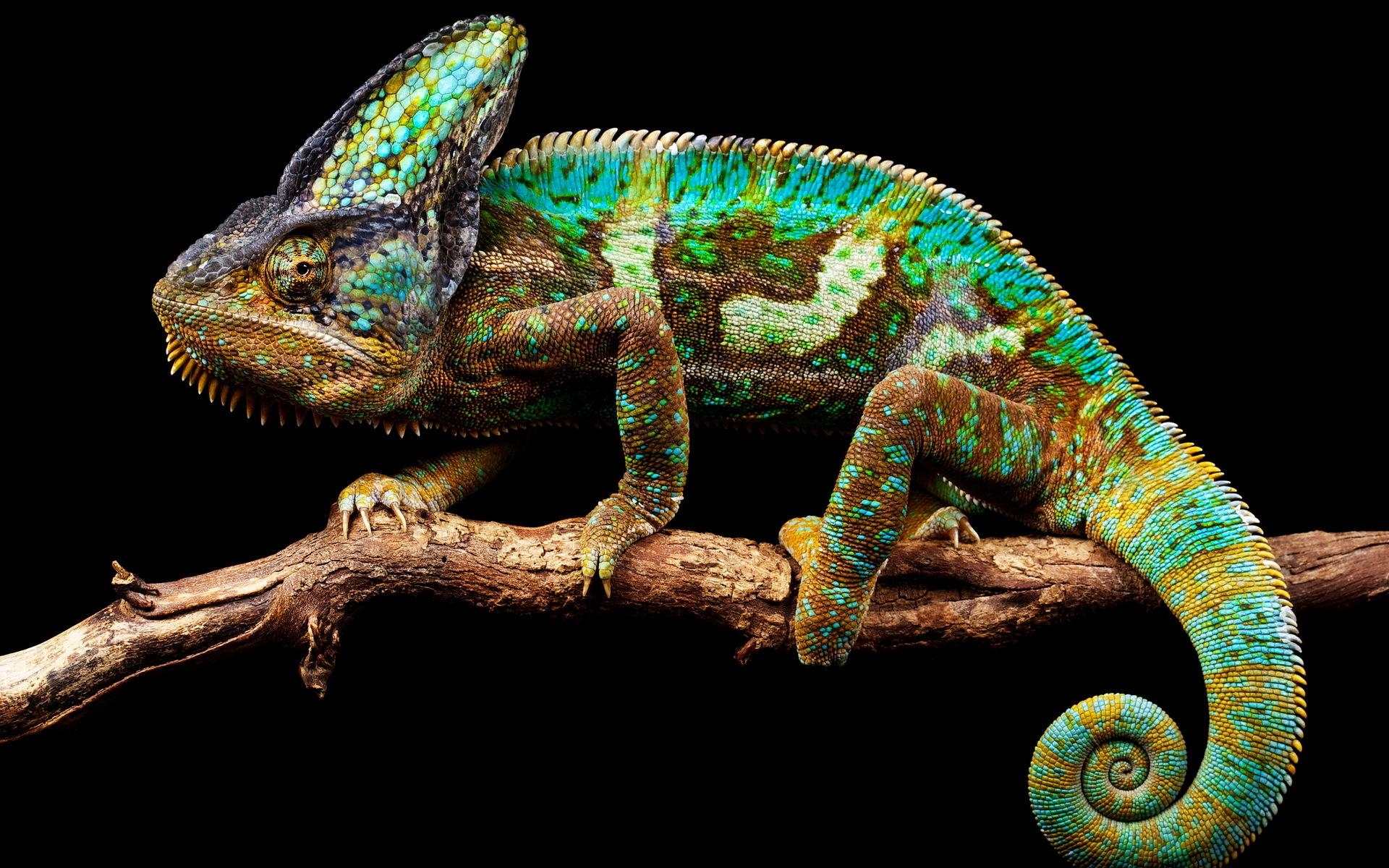 1920x1200 VK.51: Chameleon Wallpaper (), Desktop