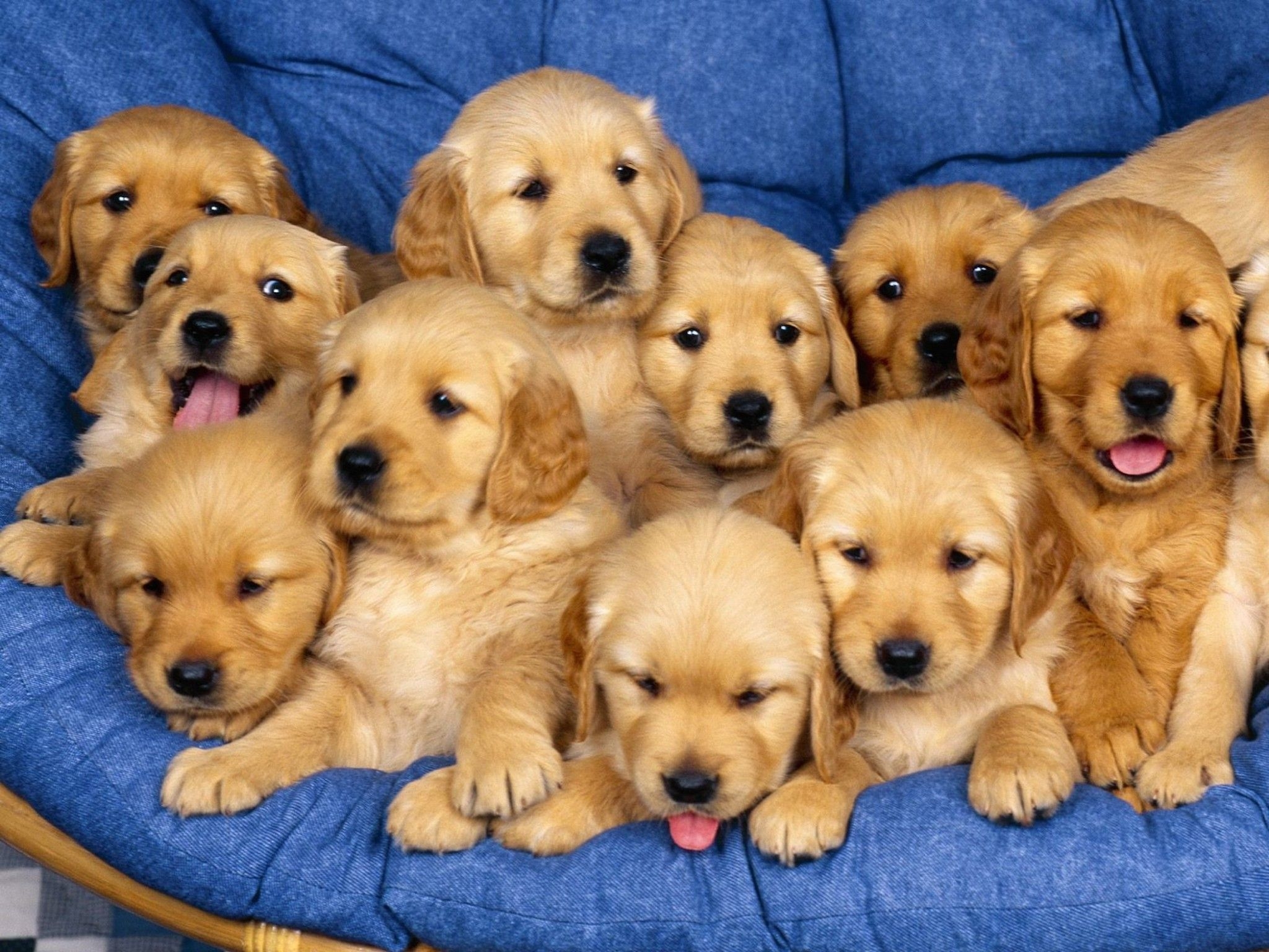 2050x1540 Golden Retriever Puppies Wallpaper Free HD Dog Downloads, Desktop