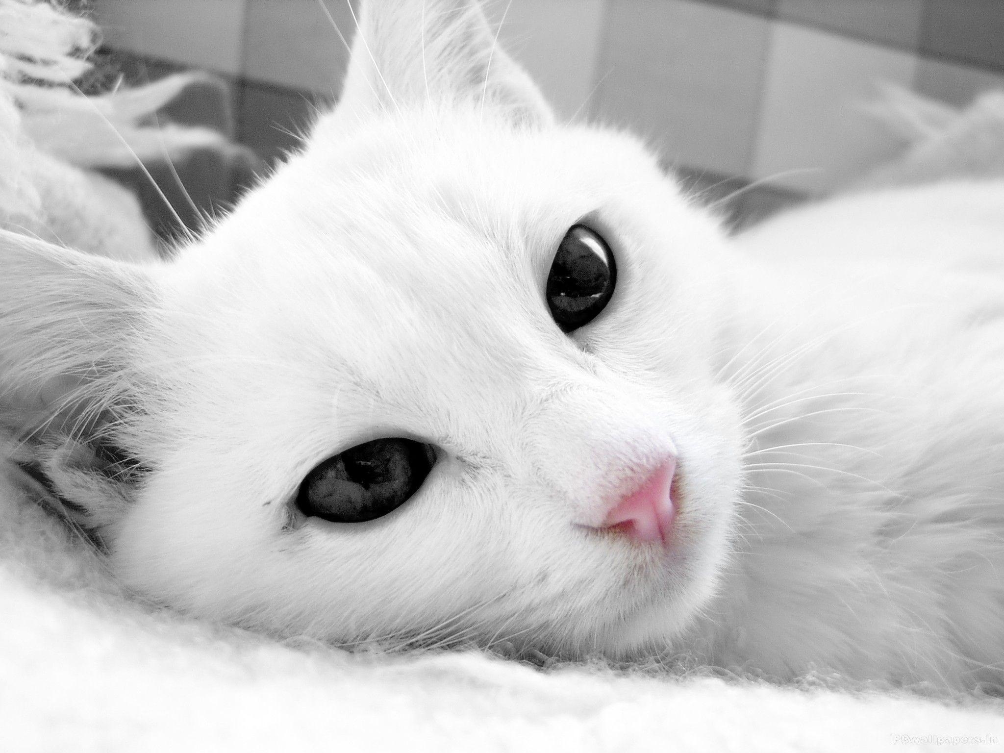 2050x1540 White Cat HD Wallpaper Free Download. HD Free Wallpaper Download, Desktop