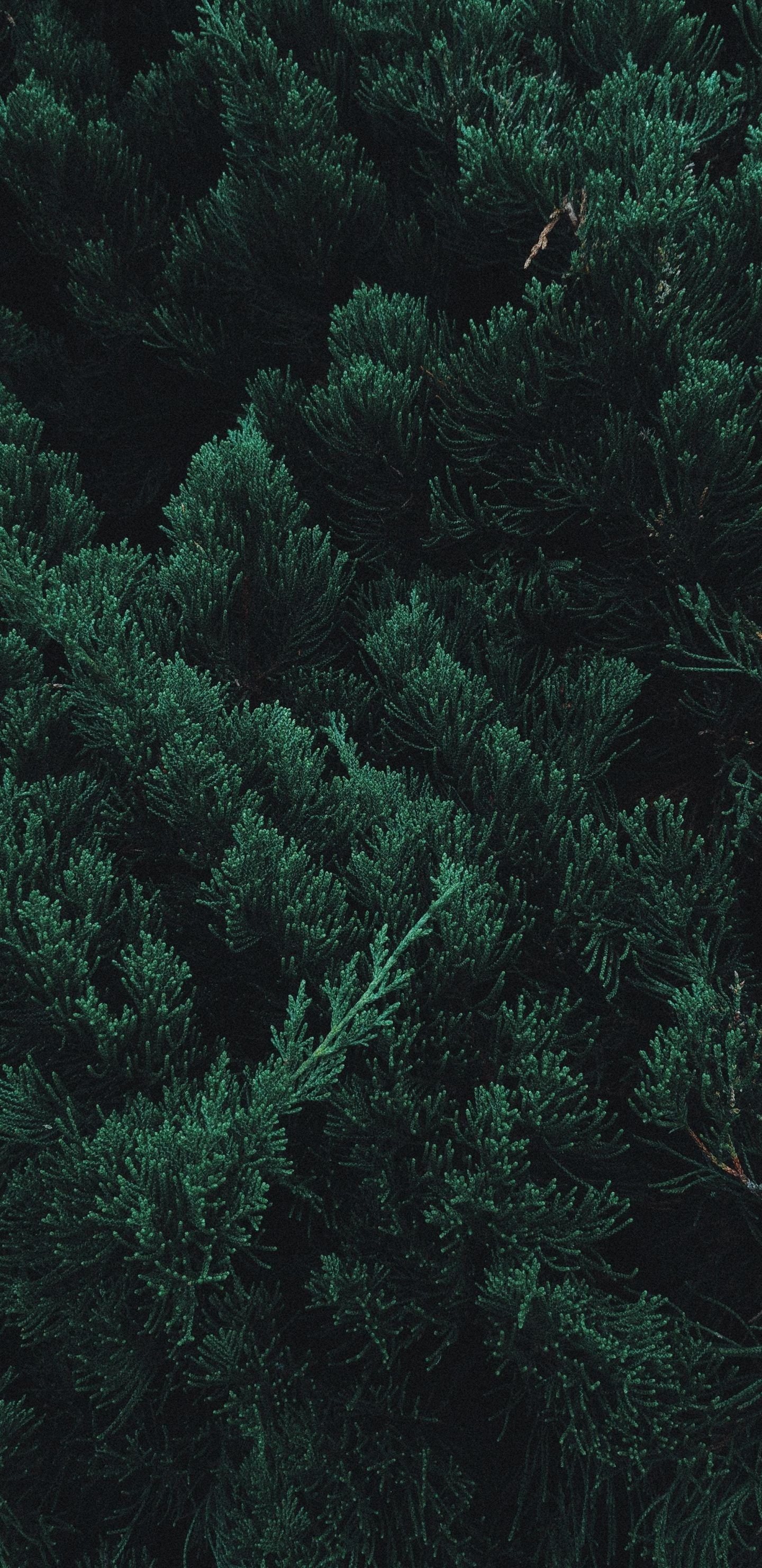 1440x2960 Trees iPhone Wallpaper Free Trees iPhone Background, Phone