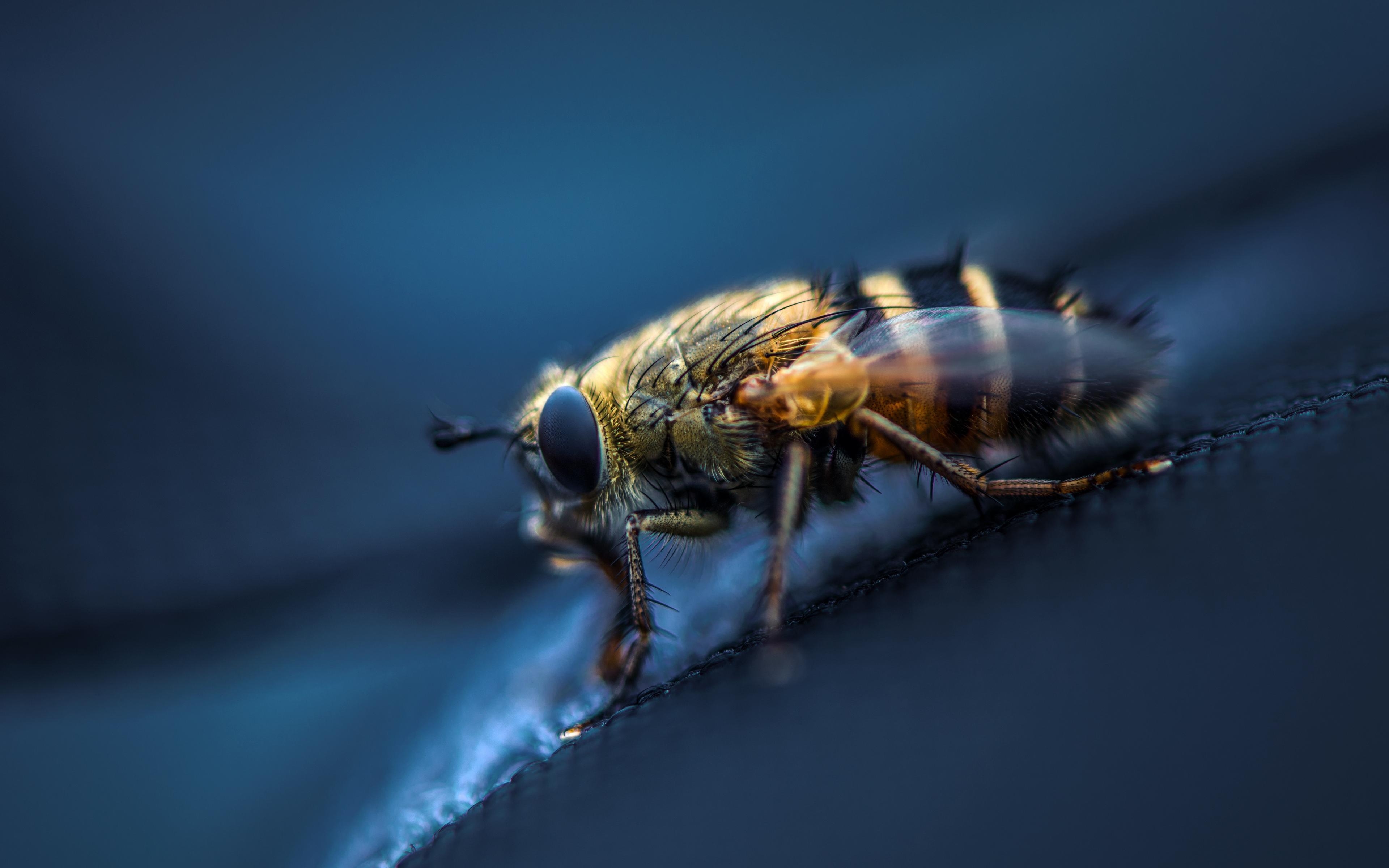 3840x2400 Download wallpaper  fly, insect, macro, eyes, wings, Desktop