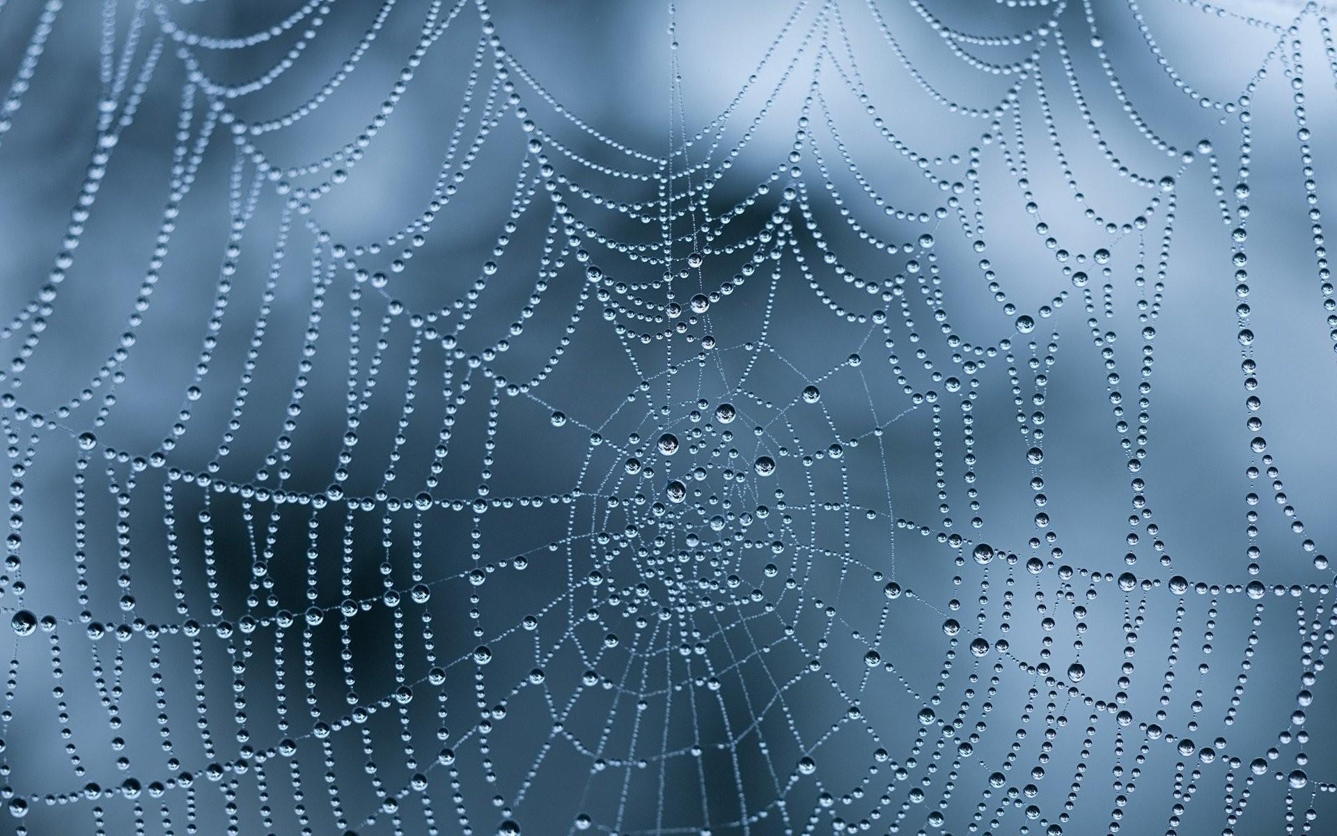 1920x1200 Spider Web Wallpaper background picture, Desktop