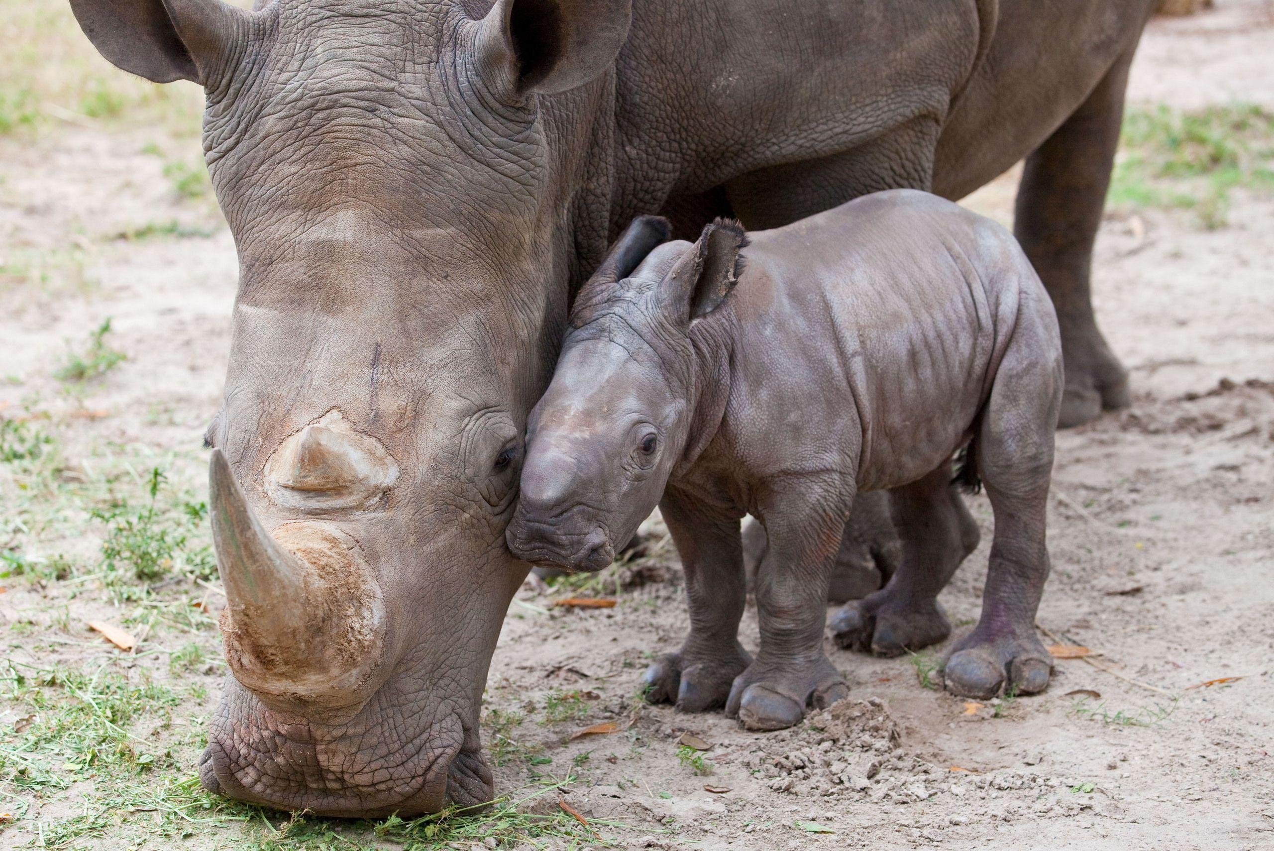 2560x1710 Javan Rhinoceros Wallpaper, Quality Cool Javan Rhinoceros, Desktop