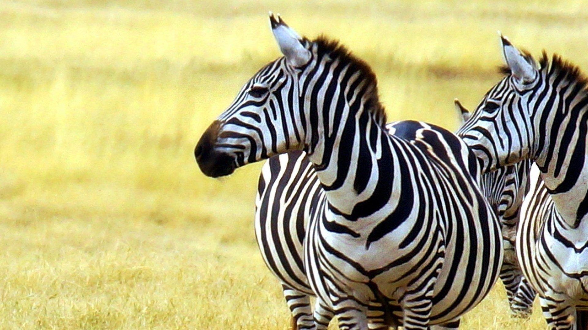 1920x1080 Zebras Tag wallpaper: Animals Zebras Fields Sunsets Sunrises, Desktop