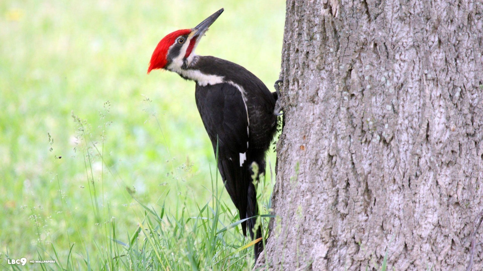 1920x1080 Woodpeckers HD Wallpaper, Desktop