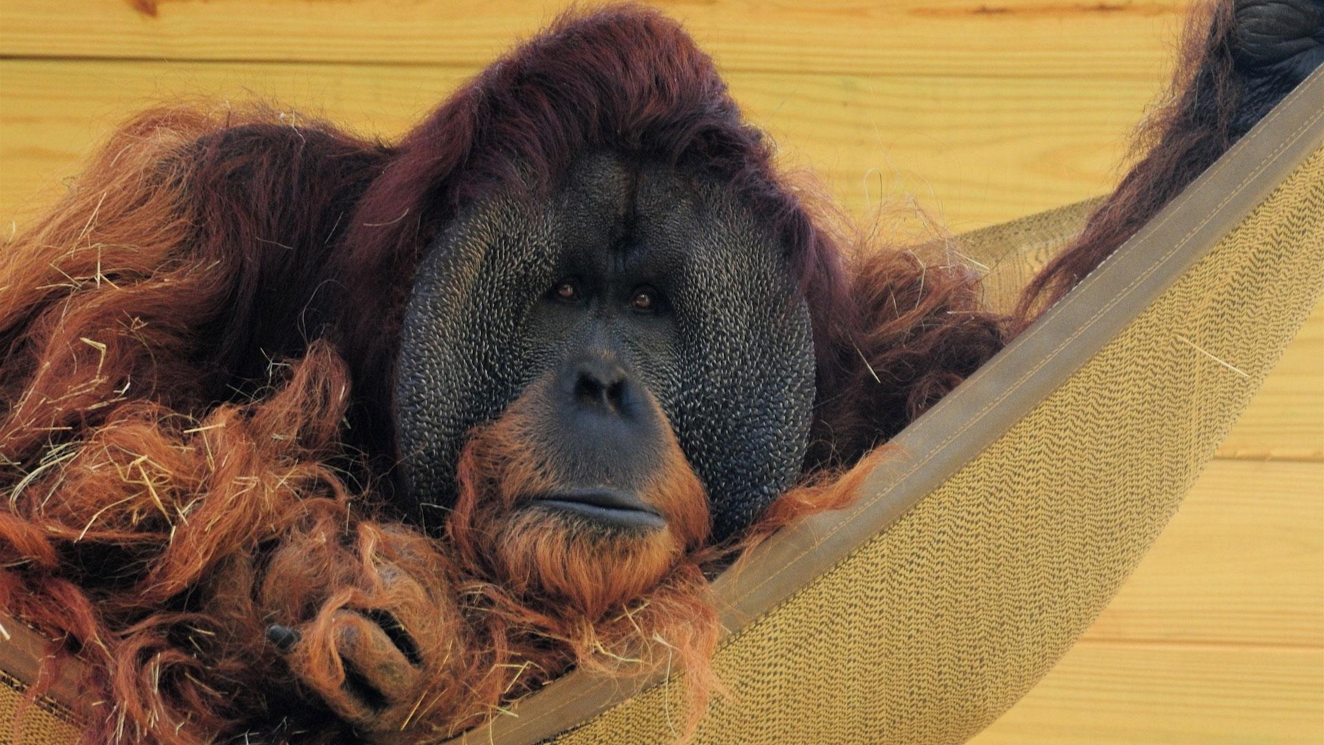 1920x1080 Hammock Wall Wool Orangutan Straw , Image, HD, Desktop