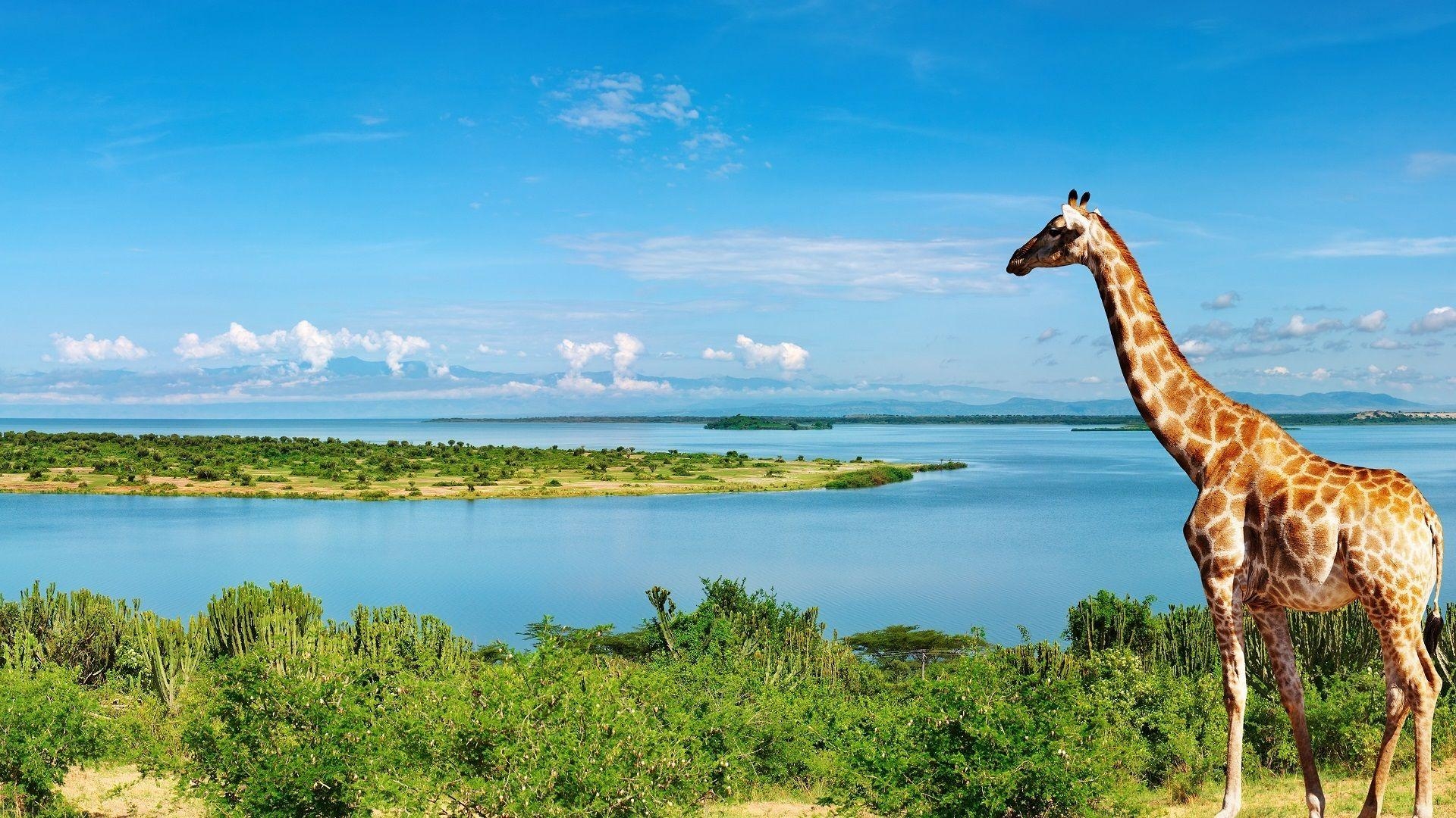 1920x1080 Wallpaper.wiki Giraffe At The Nile River Side Africa Wallpaper PIC, Desktop