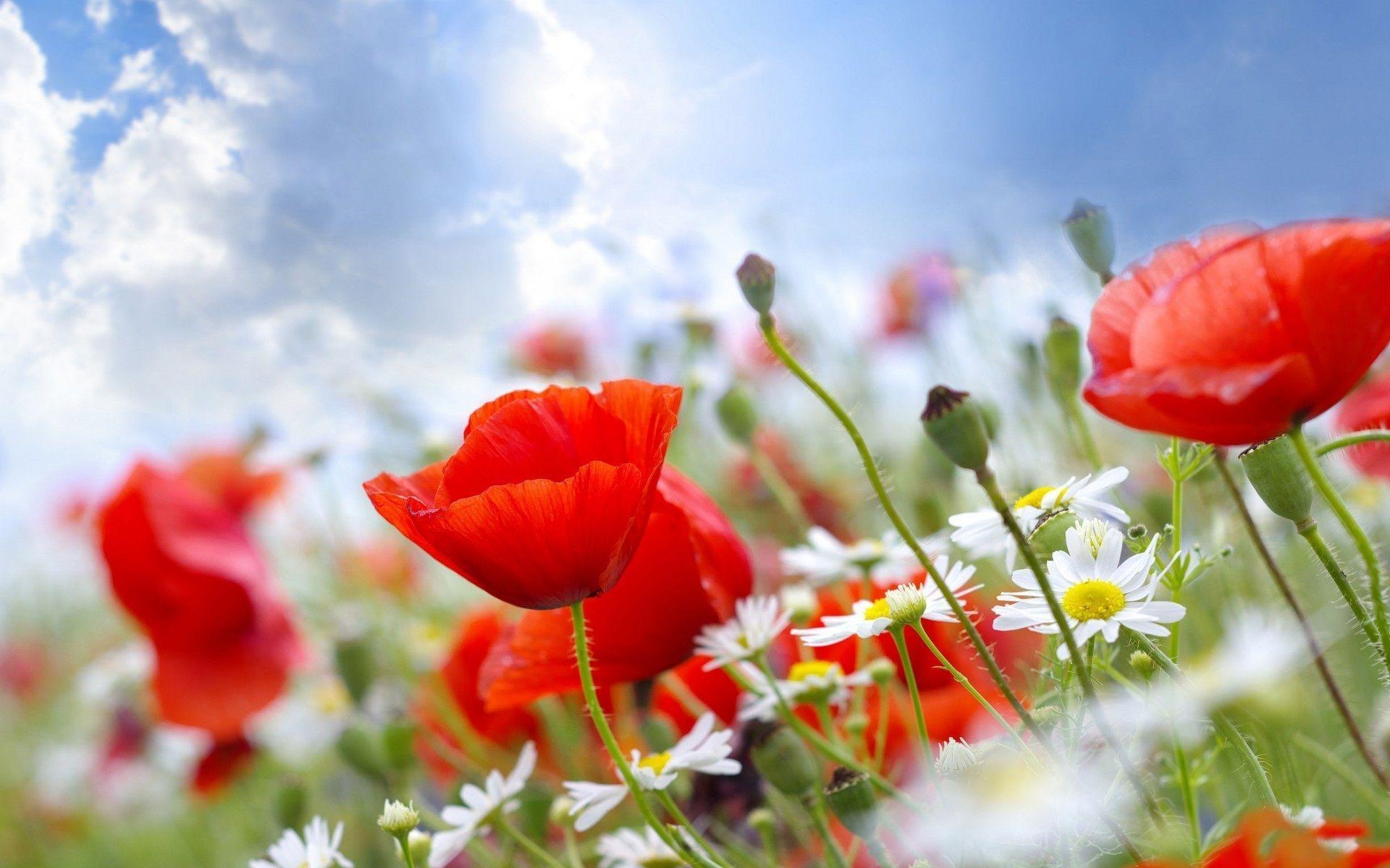 1920x1200 Summer Flowers Wallpaper Wallpaper Inn, Desktop