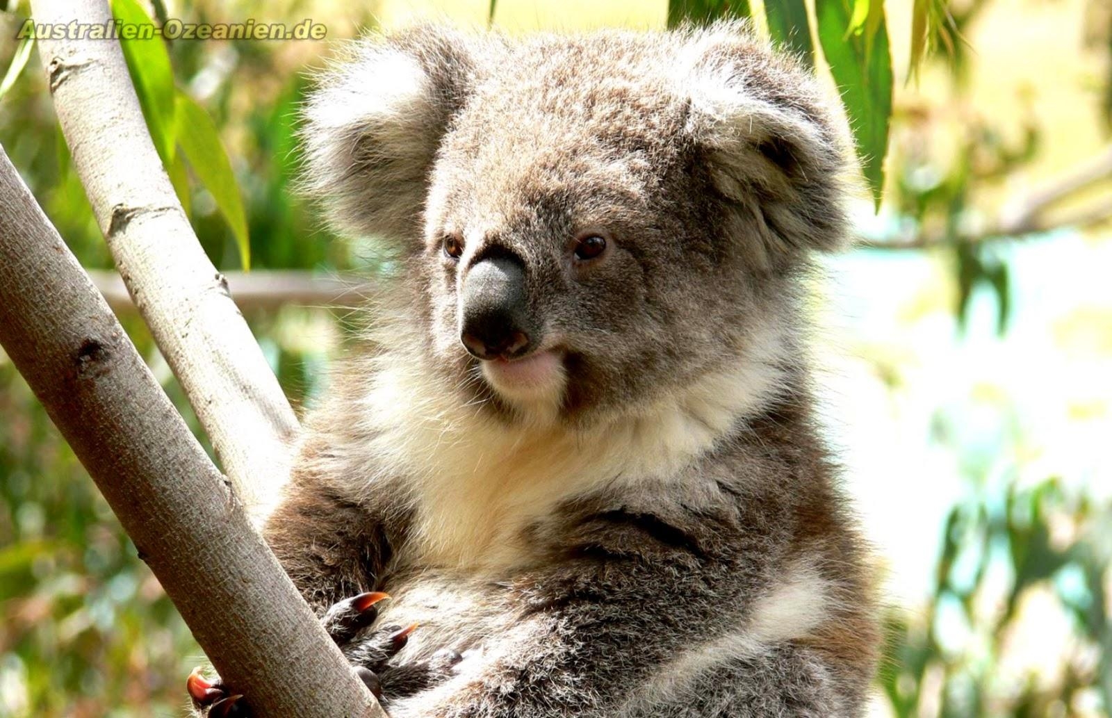 1600x1040 Koala Australia HD Wallpaper, Desktop