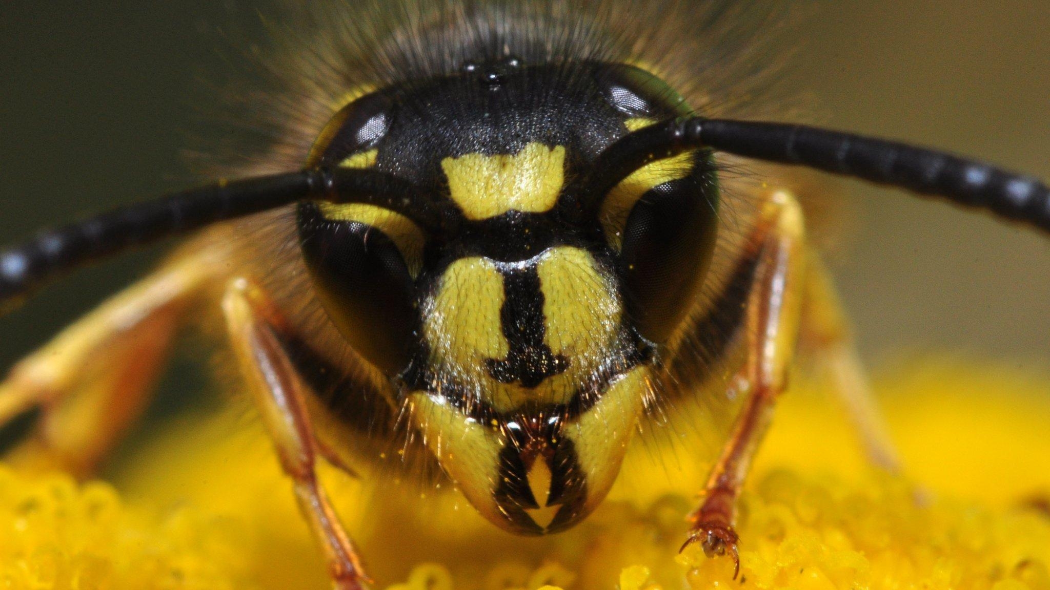 2050x1160 What's the difference between wasps, bees and hornets, Desktop