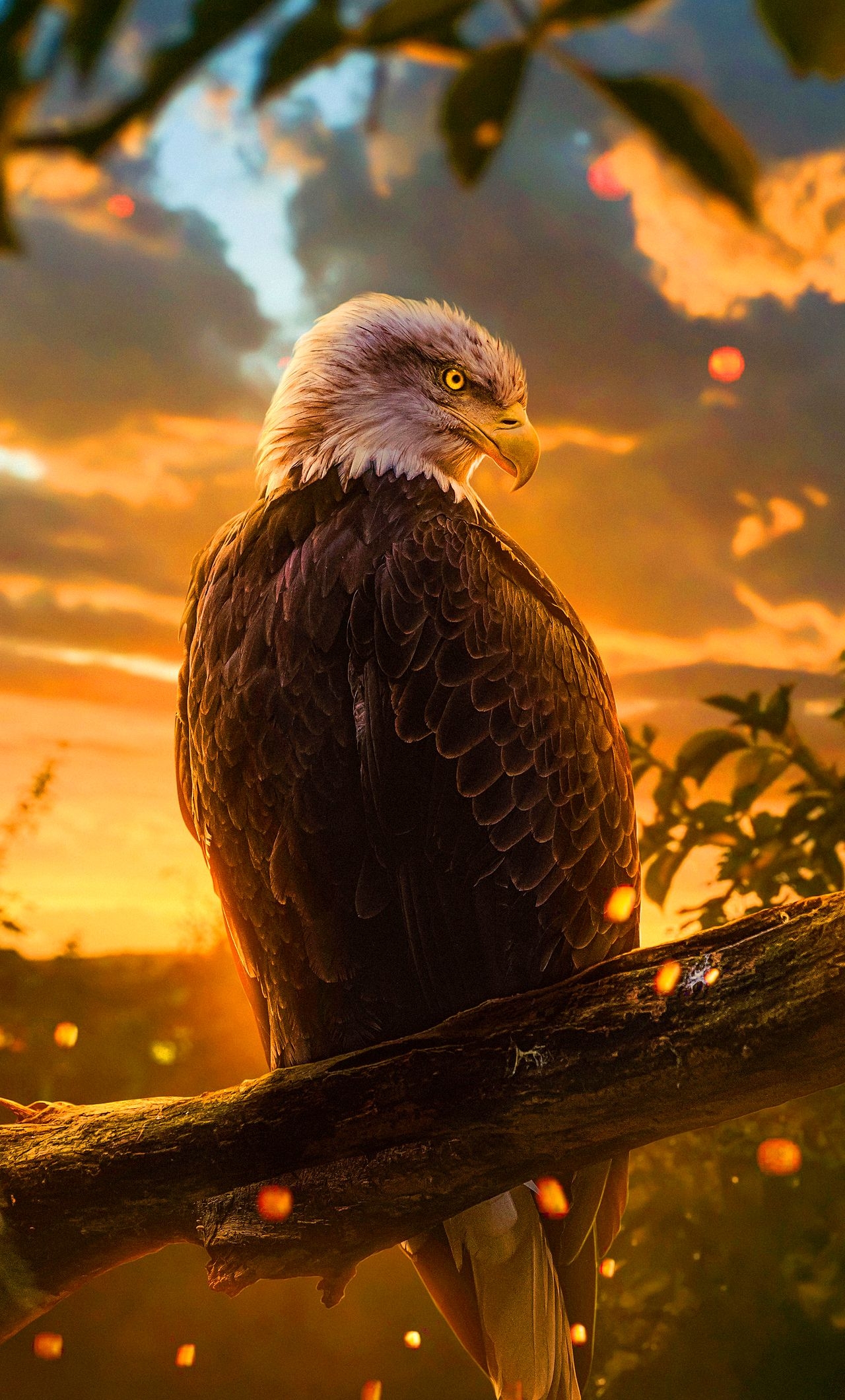 1280x2120 Download bald eagle iphone wallpaper, Phone