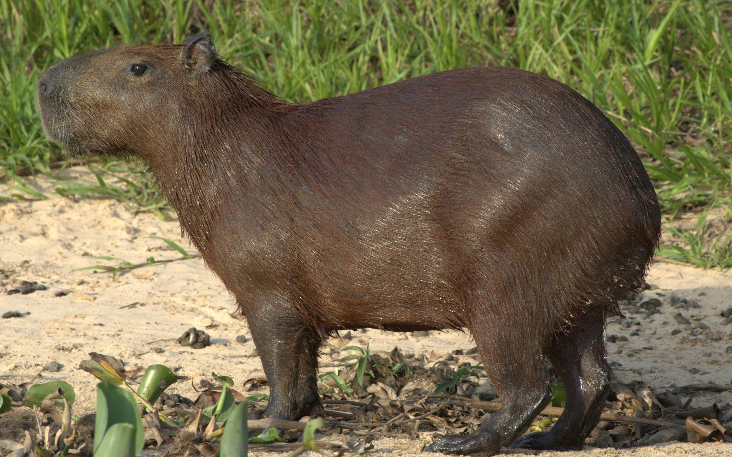 2560x1600 Capybara Wallpaper, Desktop