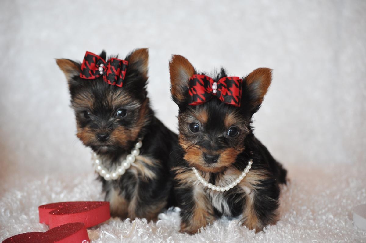 1200x800 Sweet Yorkshire Terrier dogs photo and wallpaper. Beautiful Sweet, Desktop