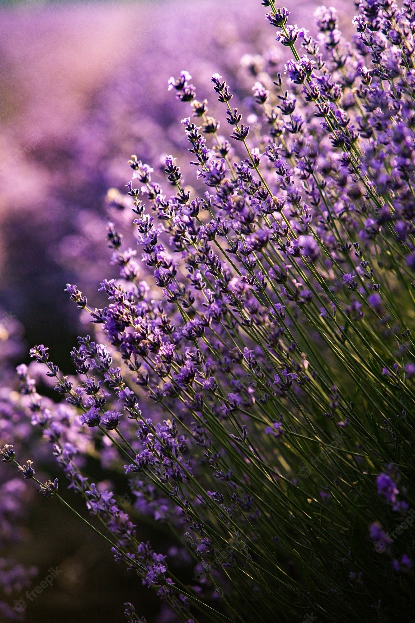 1340x2000 Premium Photo. Beautiful lavender field at sunrise with purple flower background, Phone