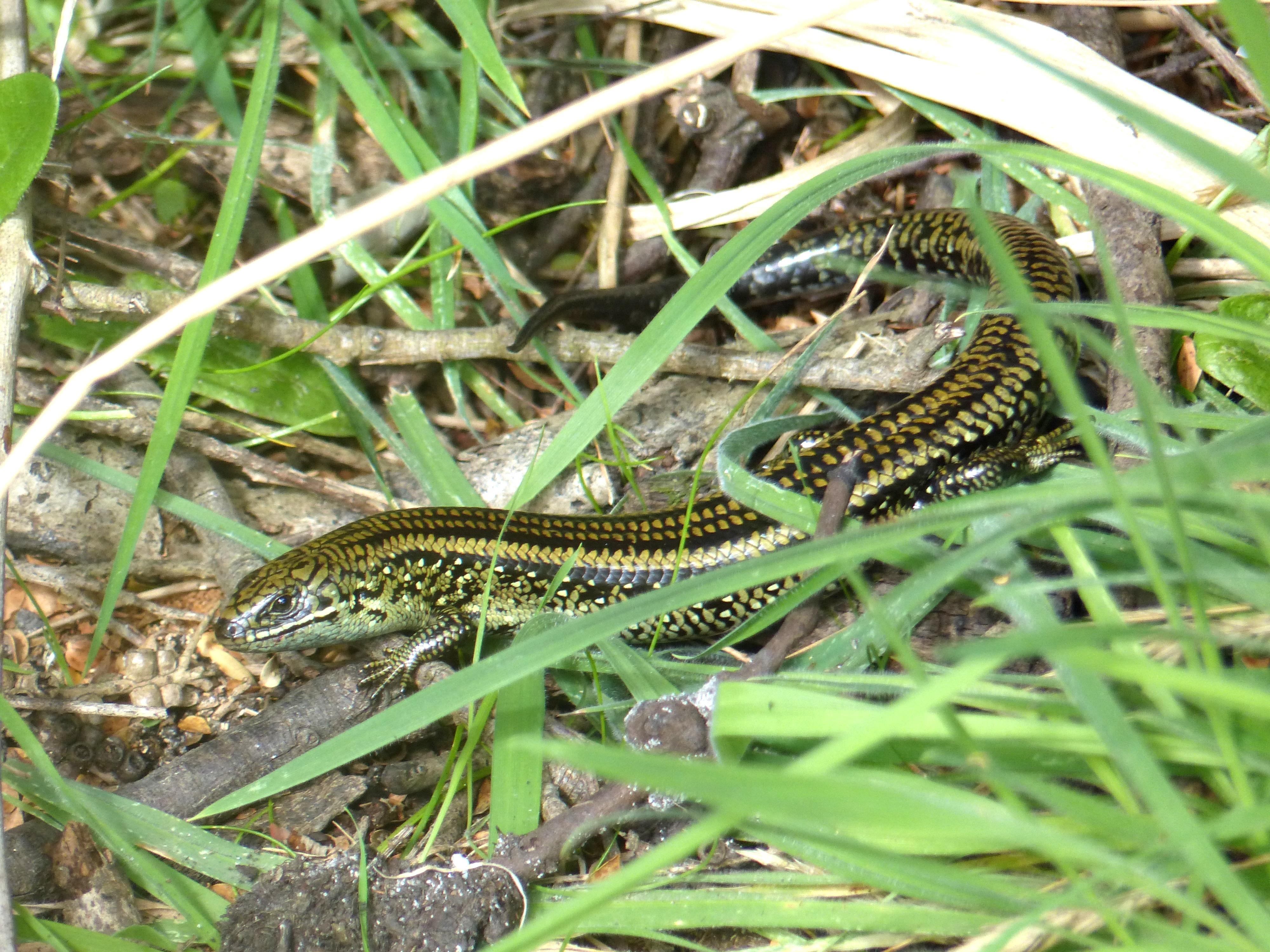 4000x3000 Gippsland: The Skink's Domain. Wild South East, Desktop