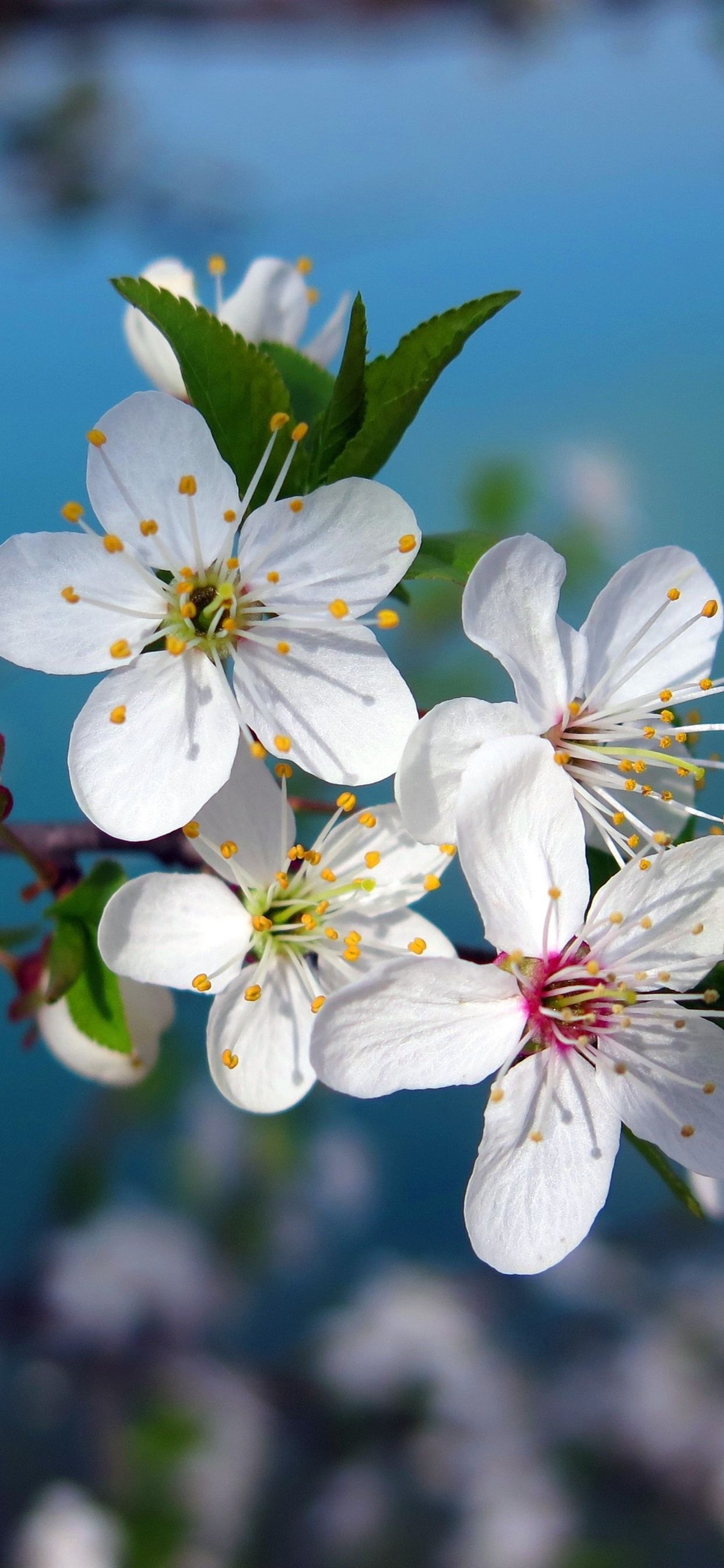 1250x2690 Wallpaper White cherry flowers bloom, spring 3840x2160 UHD 4K, Phone