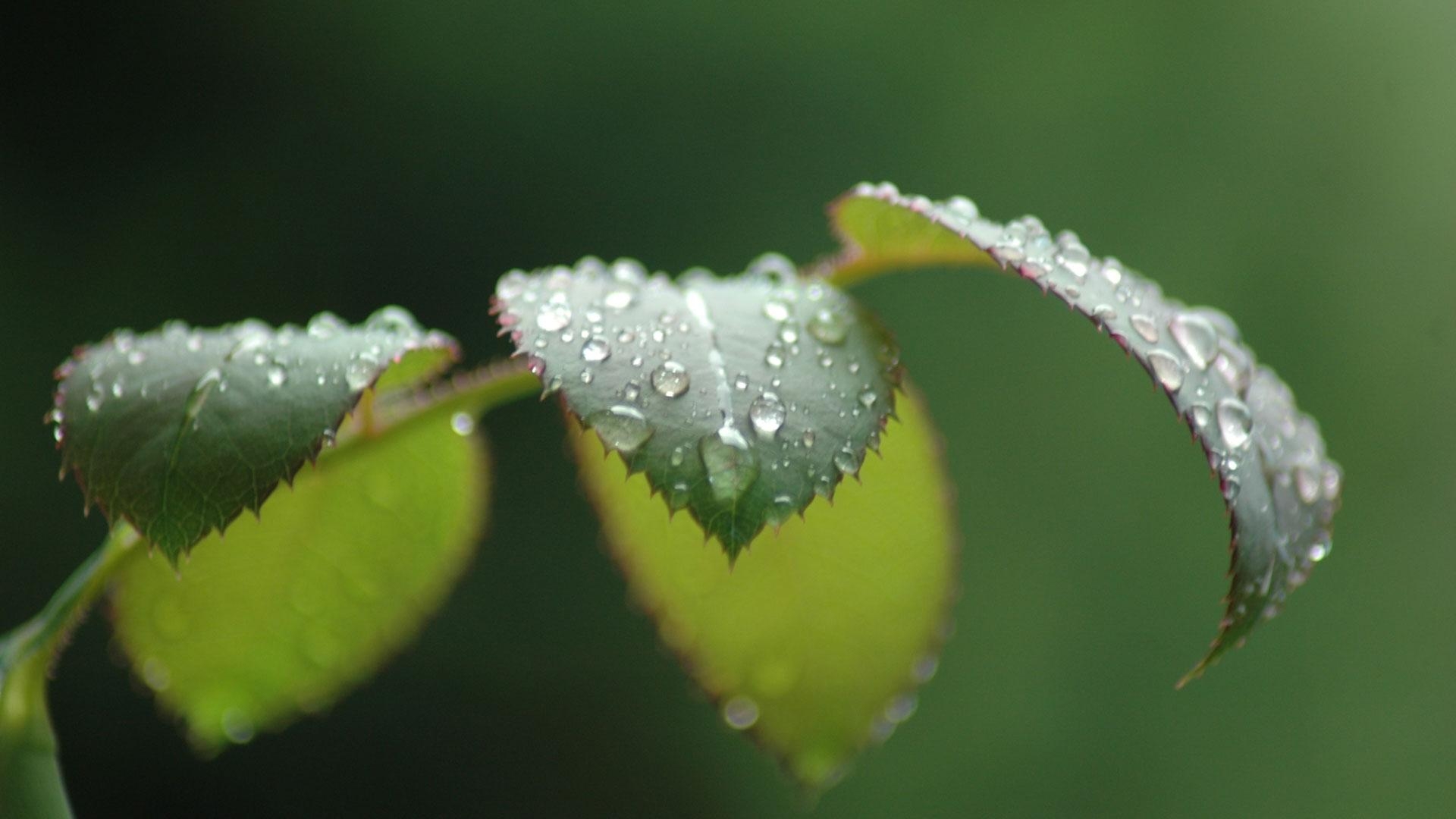 1920x1080 Rain On Leaves Wallpaper HD, Desktop