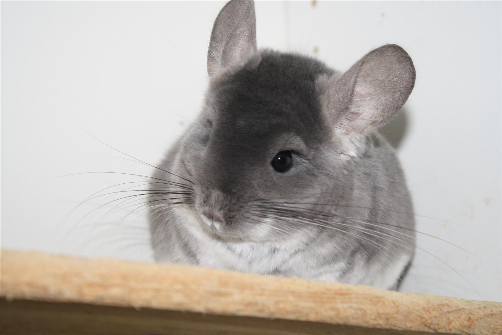 1600x1070 chinchilla wallpaper free, Desktop