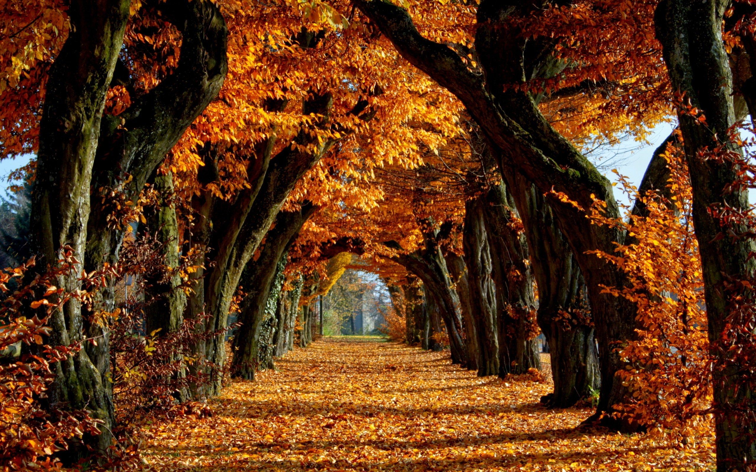 2560x1600 Fall Wallpaper Background for Your Desktop and Laptop, Desktop