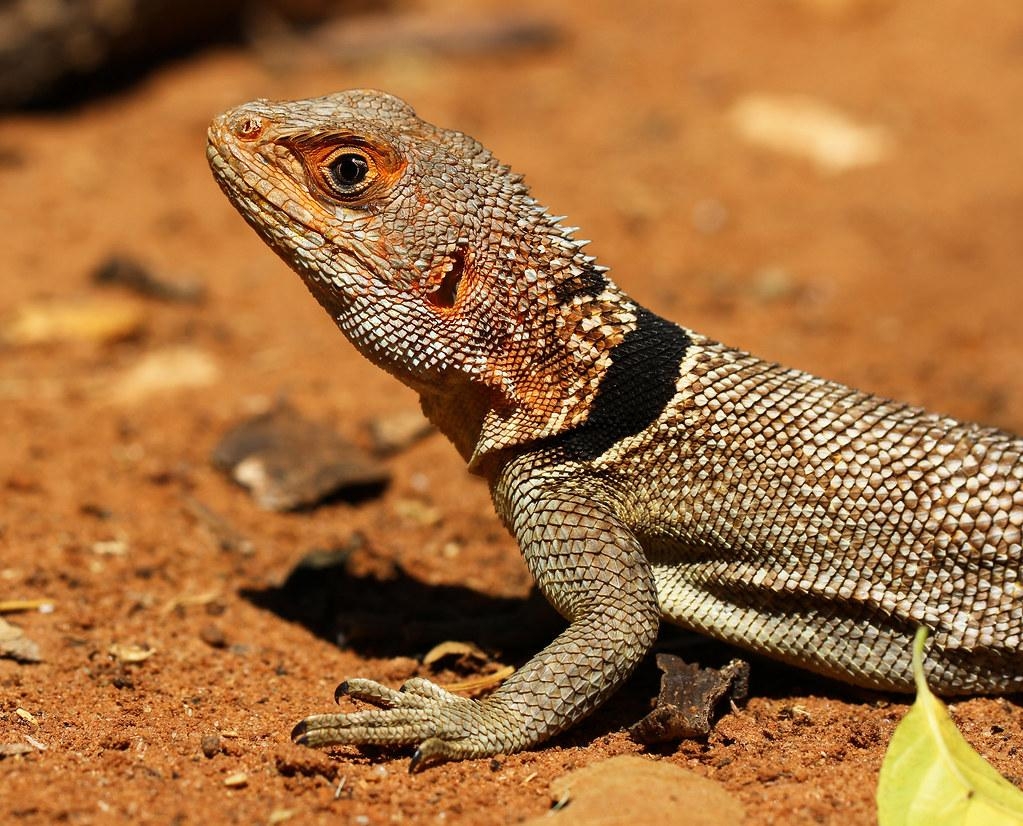 1030x830 The World's Best Photo of lizard and oplurus Hive Mind, Desktop