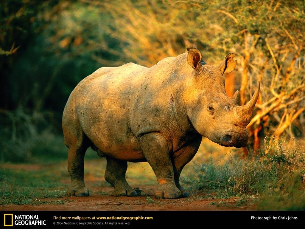 1030x770 Rhino Wallpaper HD Download, Desktop