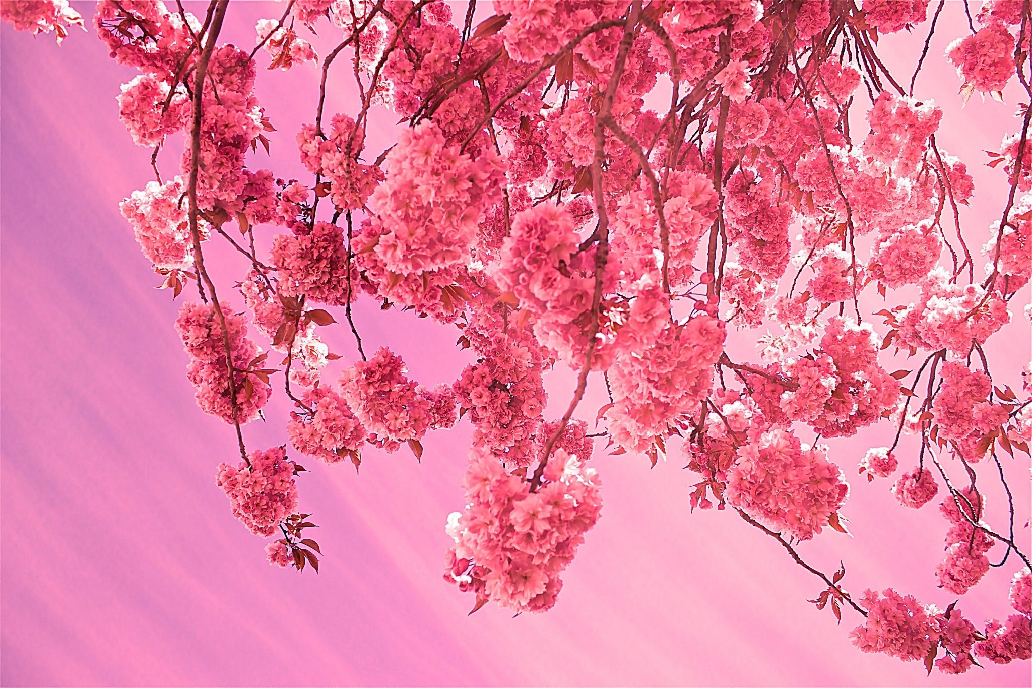 2050x1370 Cherry Blossom Desktop Wallpaper HD Wallpaper Download, Desktop