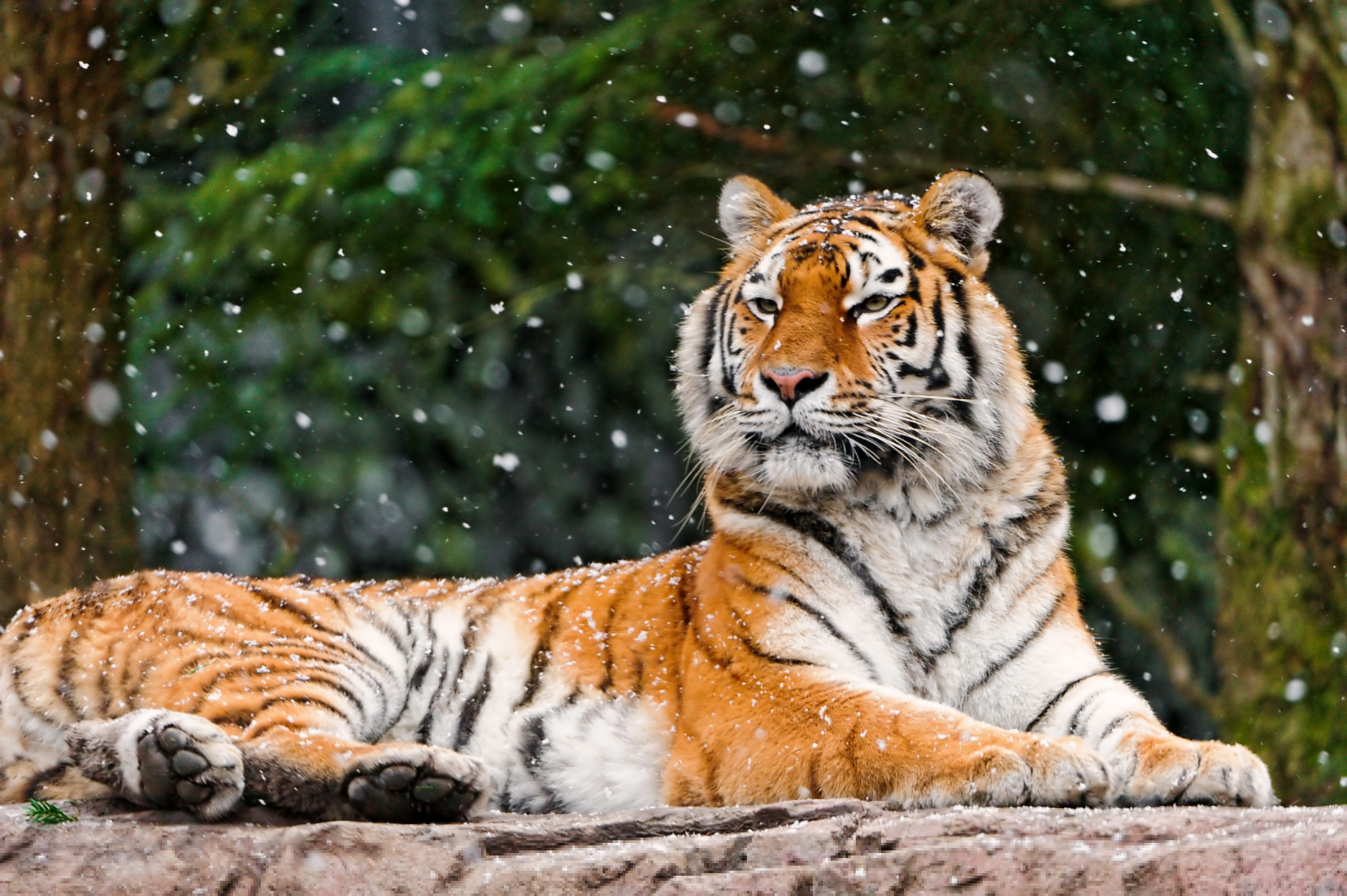 4260x2840 Wallpaper Siberian tiger, Elena, Tigress, Snowfall, HD, 4K, Animals, Desktop