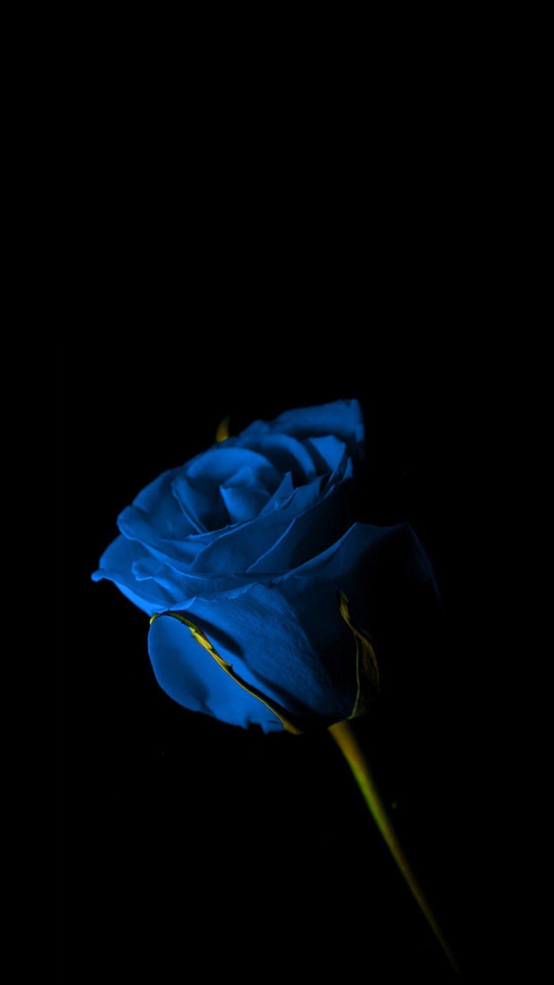 1080x1920 Amoled Wallpaper 13. Blue roses wallpaper, Blue flower, Phone