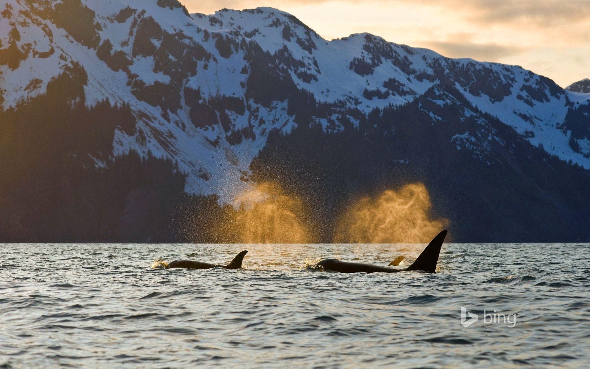 1920x1200 Orcas in Resurrection Bay near Kenai Fjords National Park, Alaska, Desktop