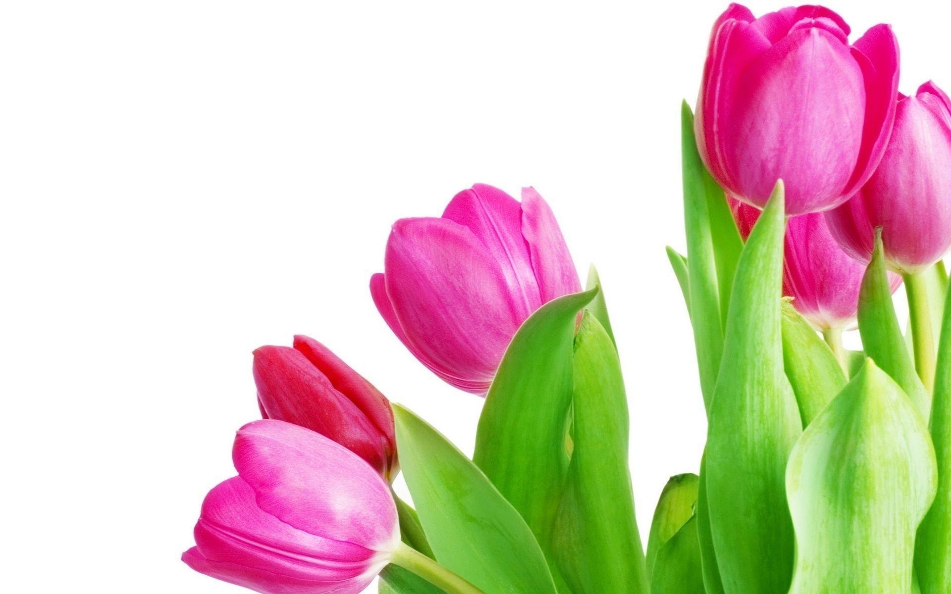 1920x1200 Pink Tulip Wallpaper, Desktop