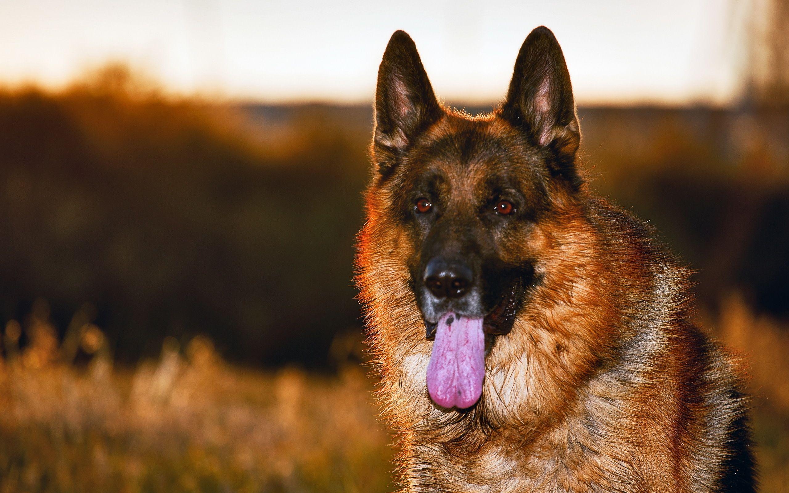 2560x1600 Things Only German Shepherds Owners Can Truly Understand, Desktop