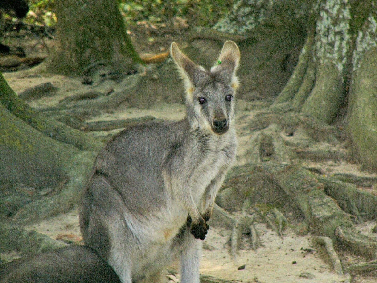 1600x1200 Wallaroo Wallpaper. Wallaroo, Desktop