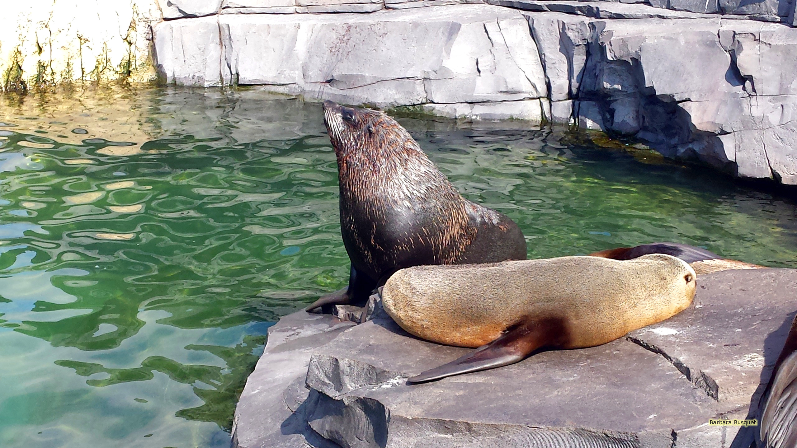 2560x1440 Sea lions on rock HD Wallpaper, Desktop