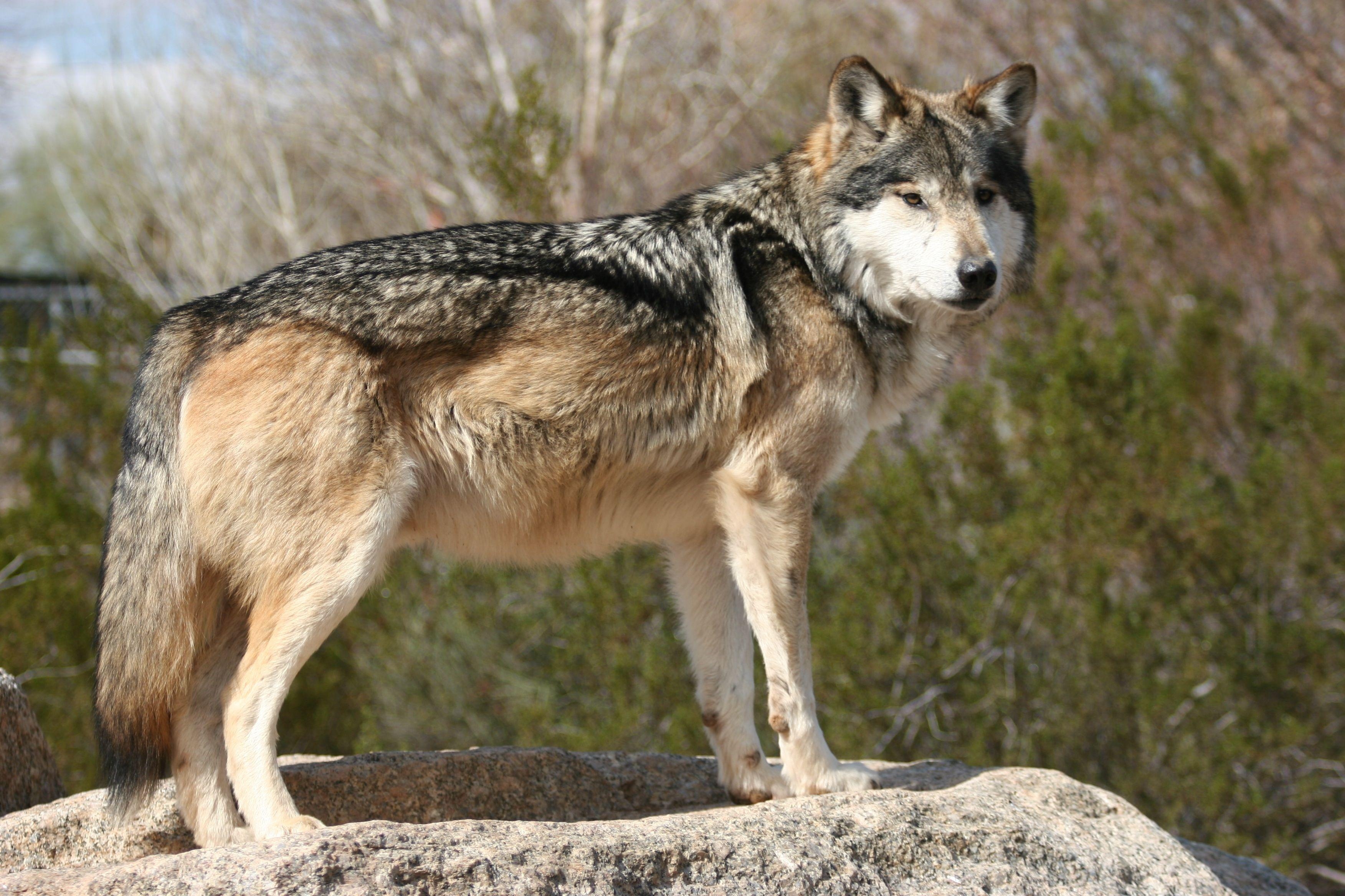 3510x2340 Ted Turner caught in the middle of the wolf debate, Desktop