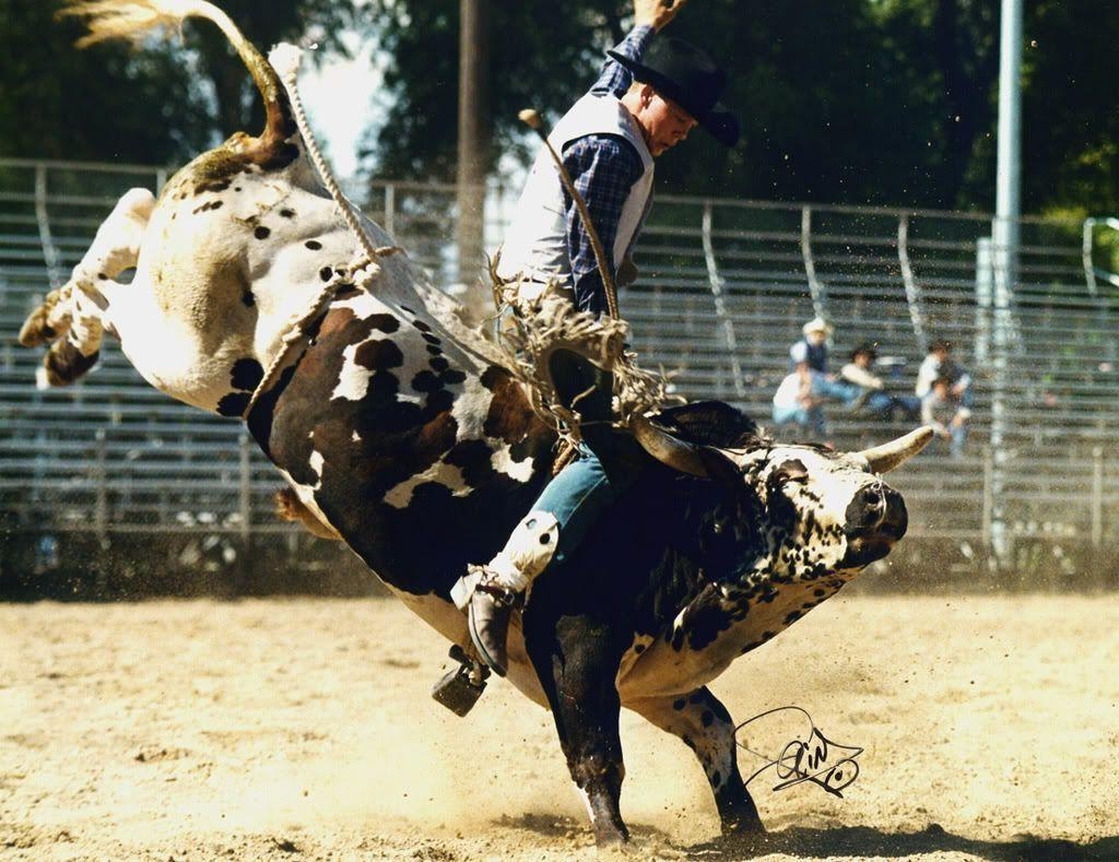 1030x790 Little Boy Dreams About Pro Bull Rider, Desktop