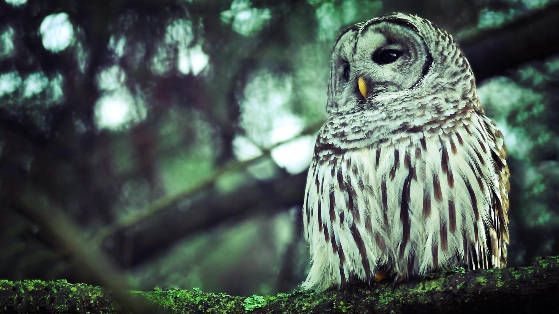 1920x1080 Owl Wallpaper Wallpaper Inn, Desktop