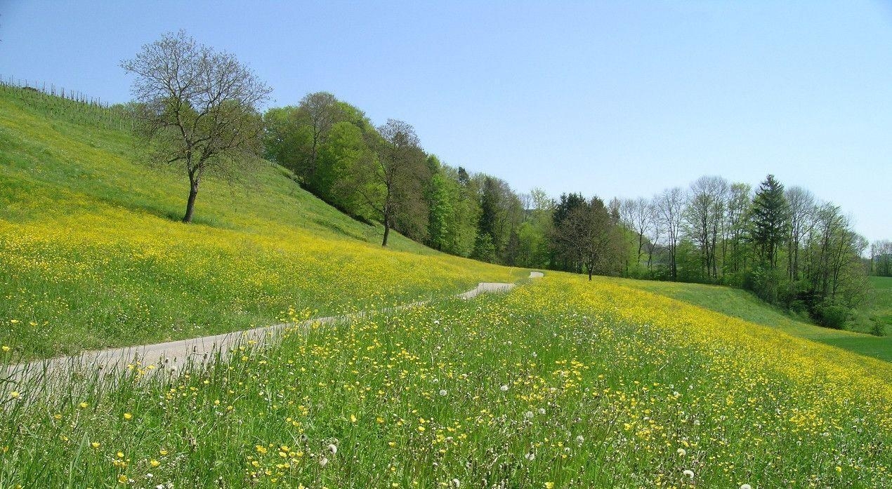 1270x700 Spring Meadow Scenery Wallpaper, Desktop