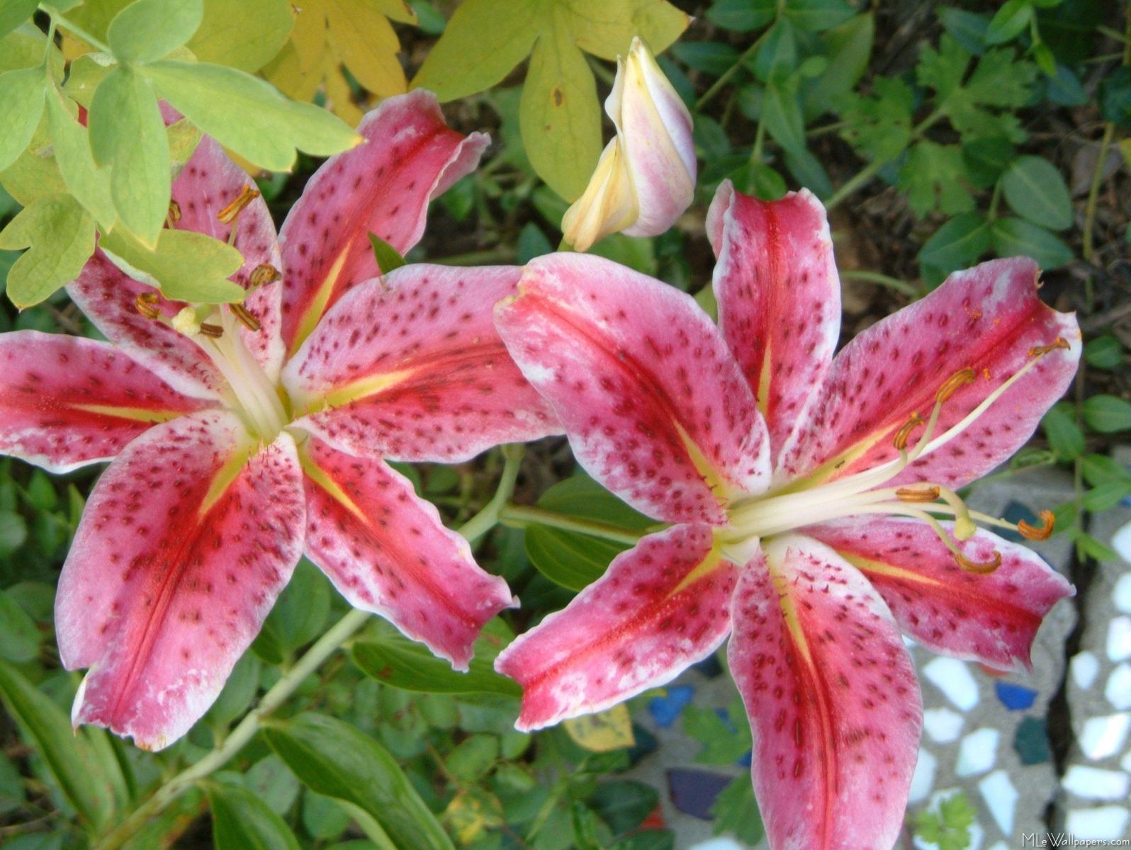 1600x1200 Pix For > Pink Stargazer Lily Wallpaper, Desktop