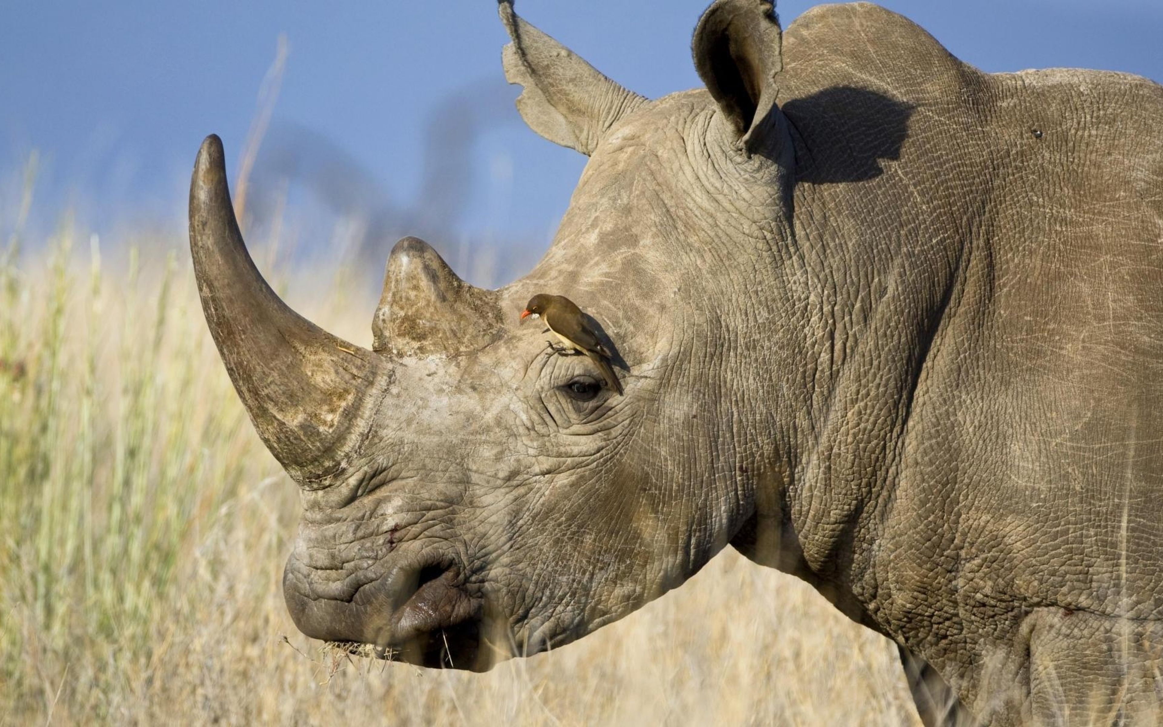 3840x2400 Download Wallpaper  Rhinoceros, Horn, Head, Profile, Desktop